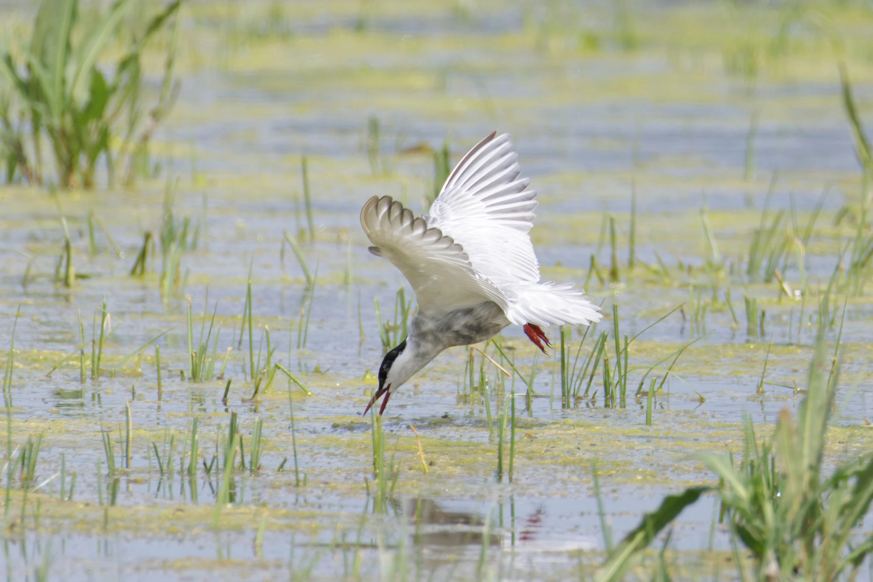 Whiskered Tern catching fish, Romania — photo by Orlando Prugel-Bennett