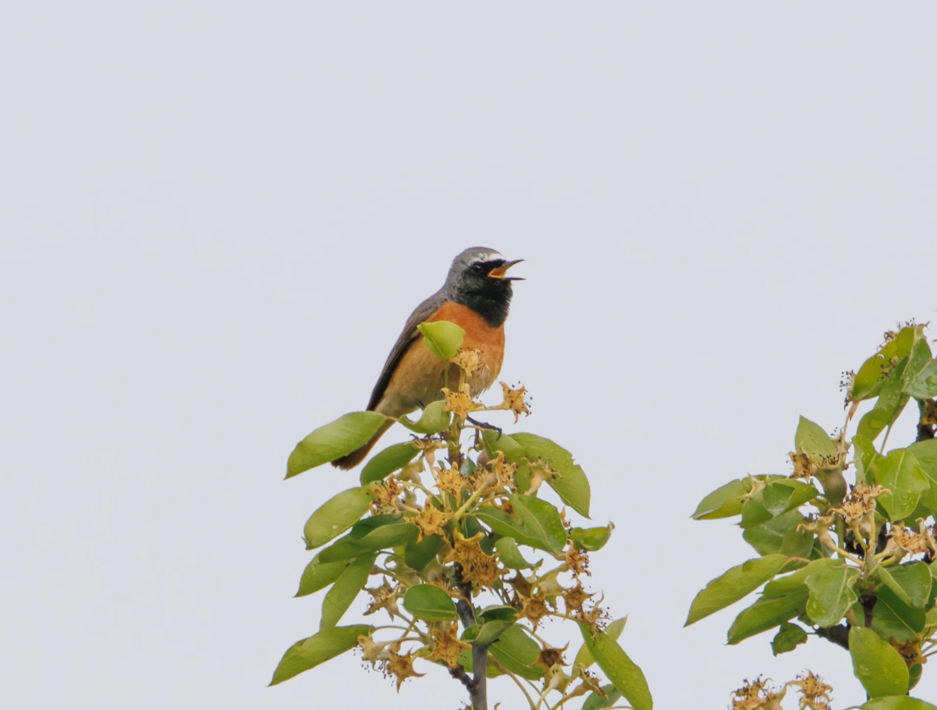 Common Redstart, Transylvania, Romania — photo by Orlando Prugel-Bennett