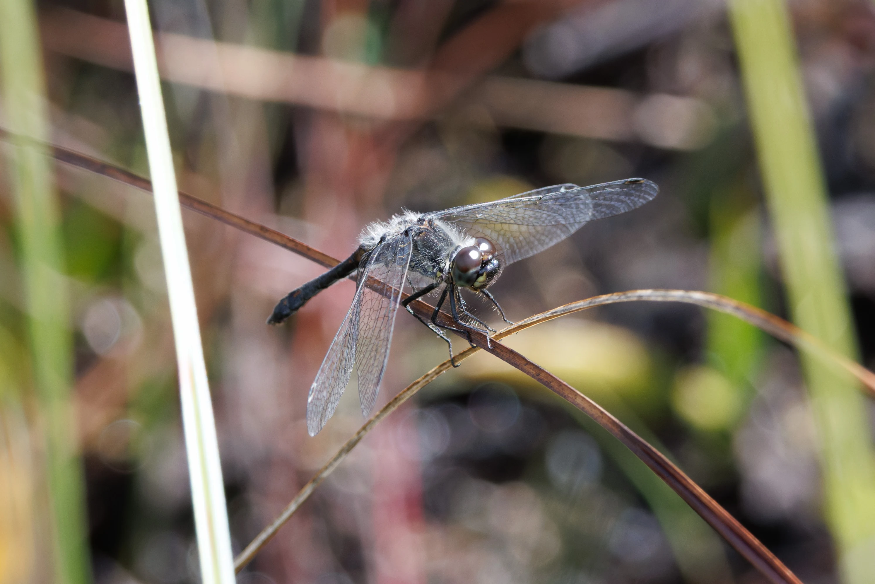 Black Darter, West Sussex, UK — photo by Orlando Prugel-Bennett
