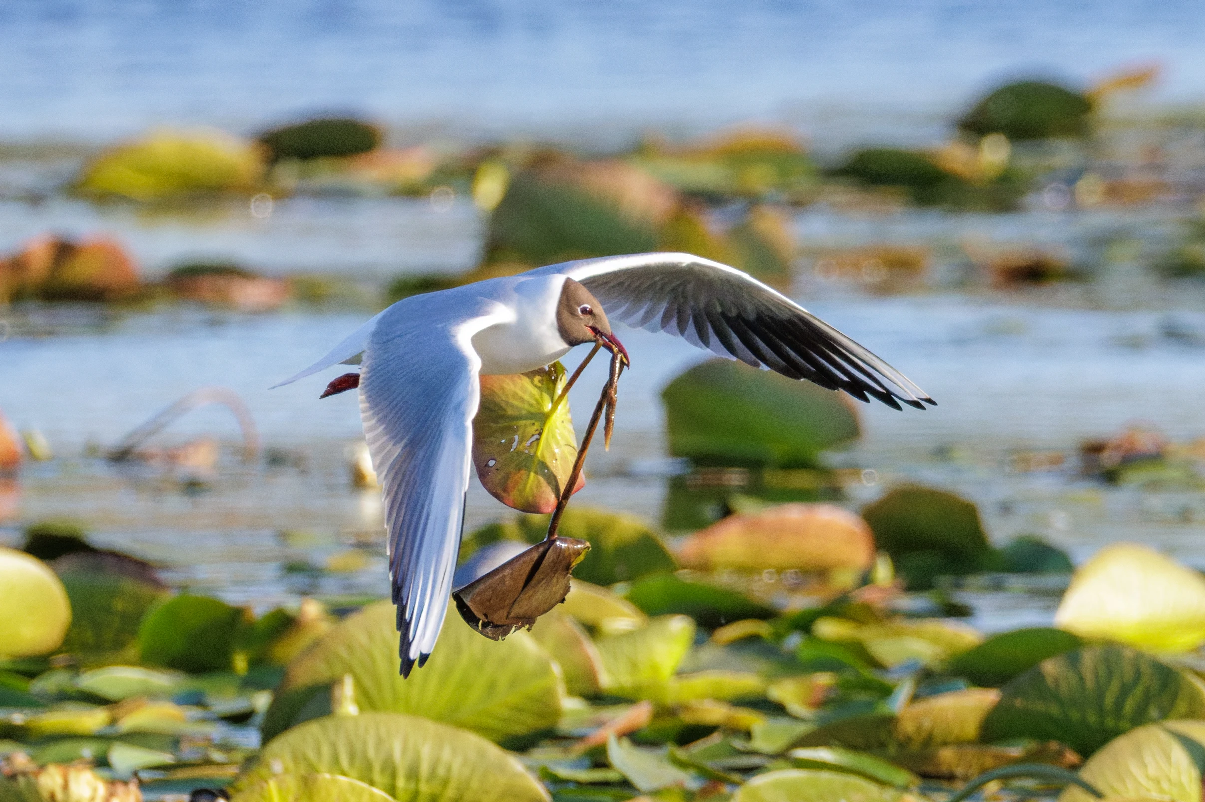 Black-headed Gull, Danube Delta, Romania — photo by Orlando Prugel-Bennett