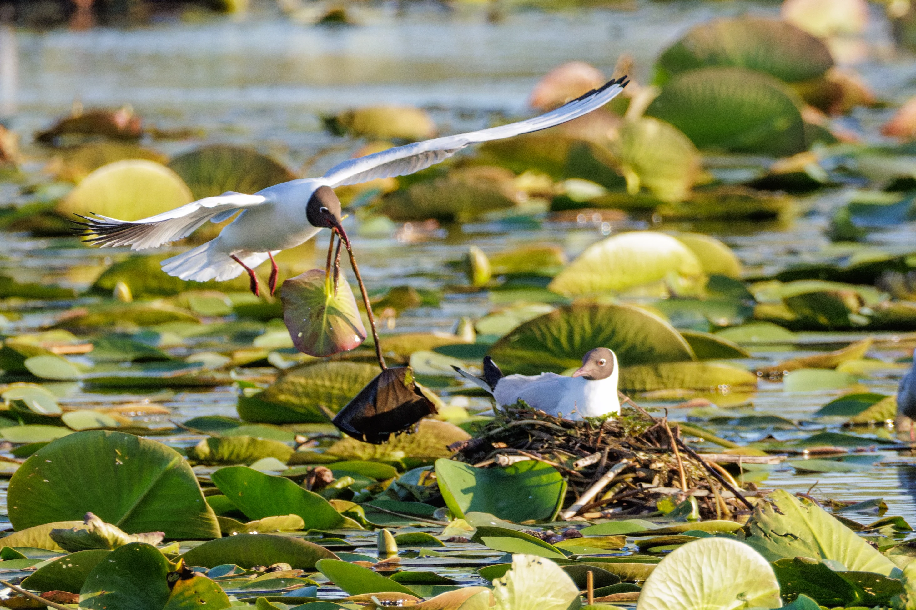 Black-headed Gull, Danube Delta, Romania — photo by Orlando Prugel-Bennett