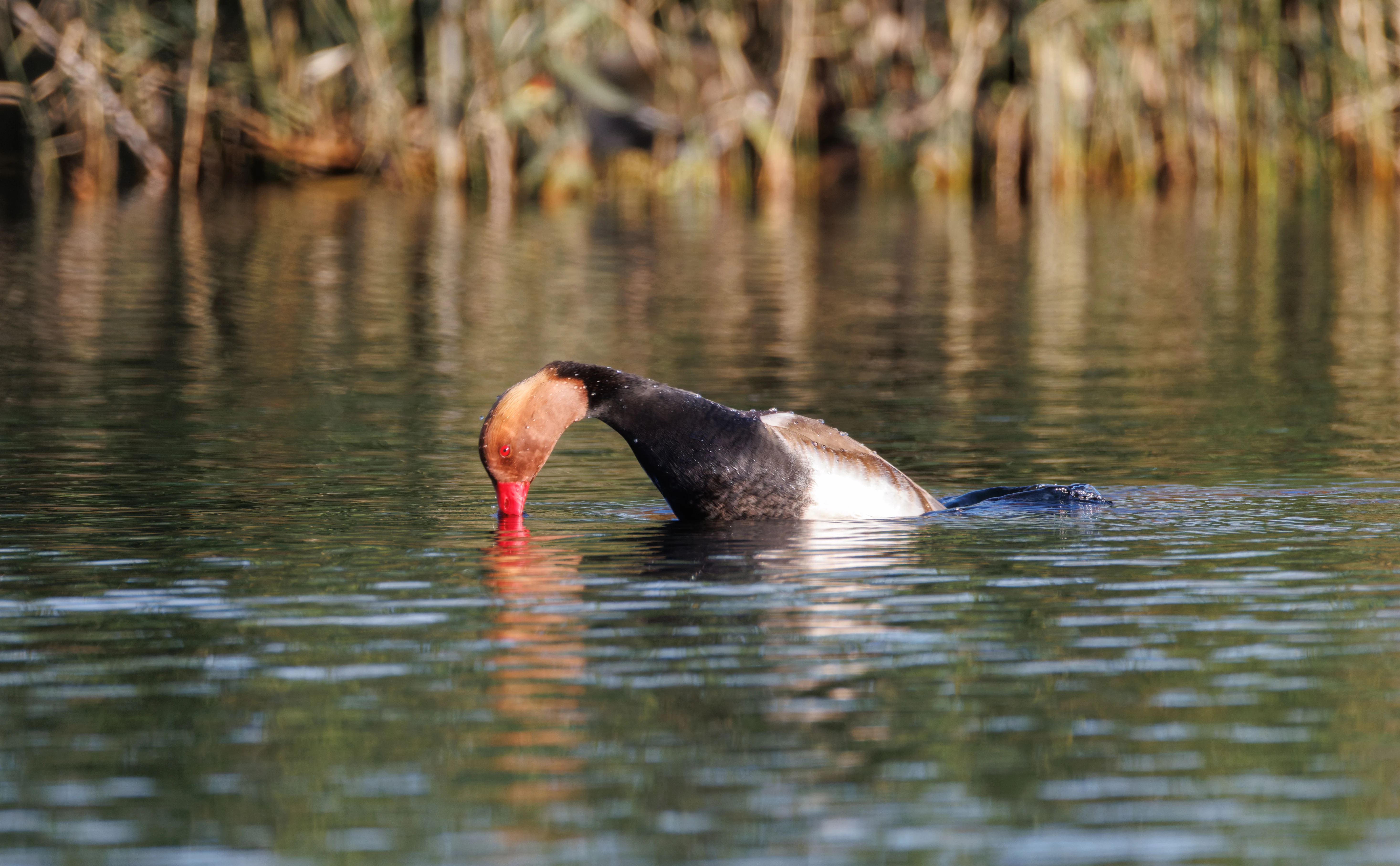 Red-crested Pochard, Clot de Galvany, Alicante, Spain — photo by Orlando Prugel-Bennett