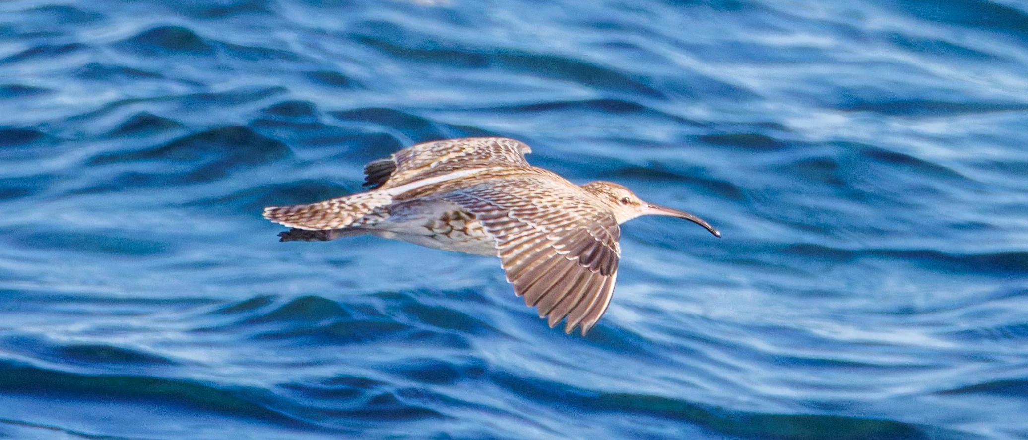 Gull, Tabarca, Alicante, Spain — photo by Orlando Prugel-Bennett