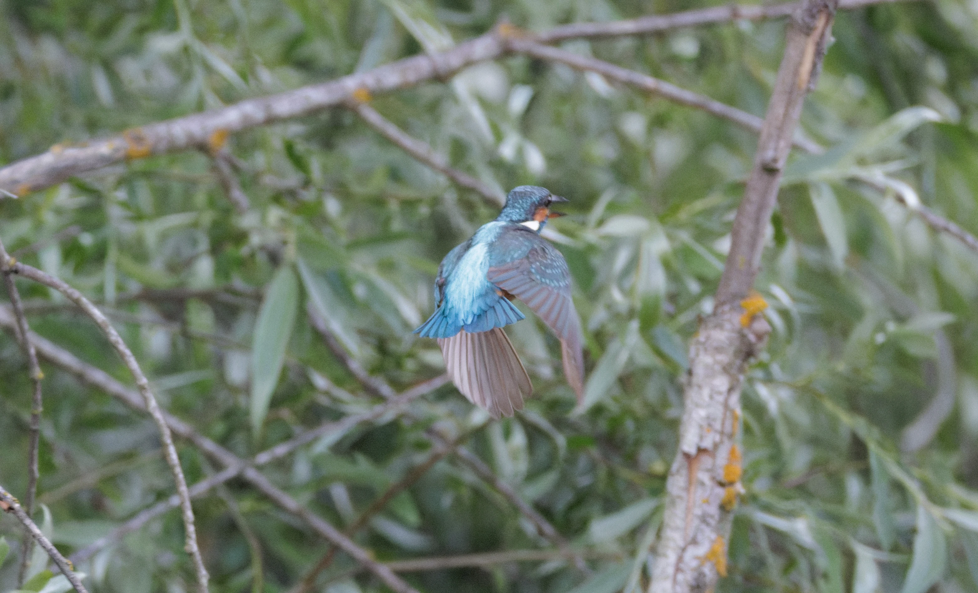 Common Kingfisher in flight, Danube Delta, Romania — photo by Orlando Prugel-Bennett