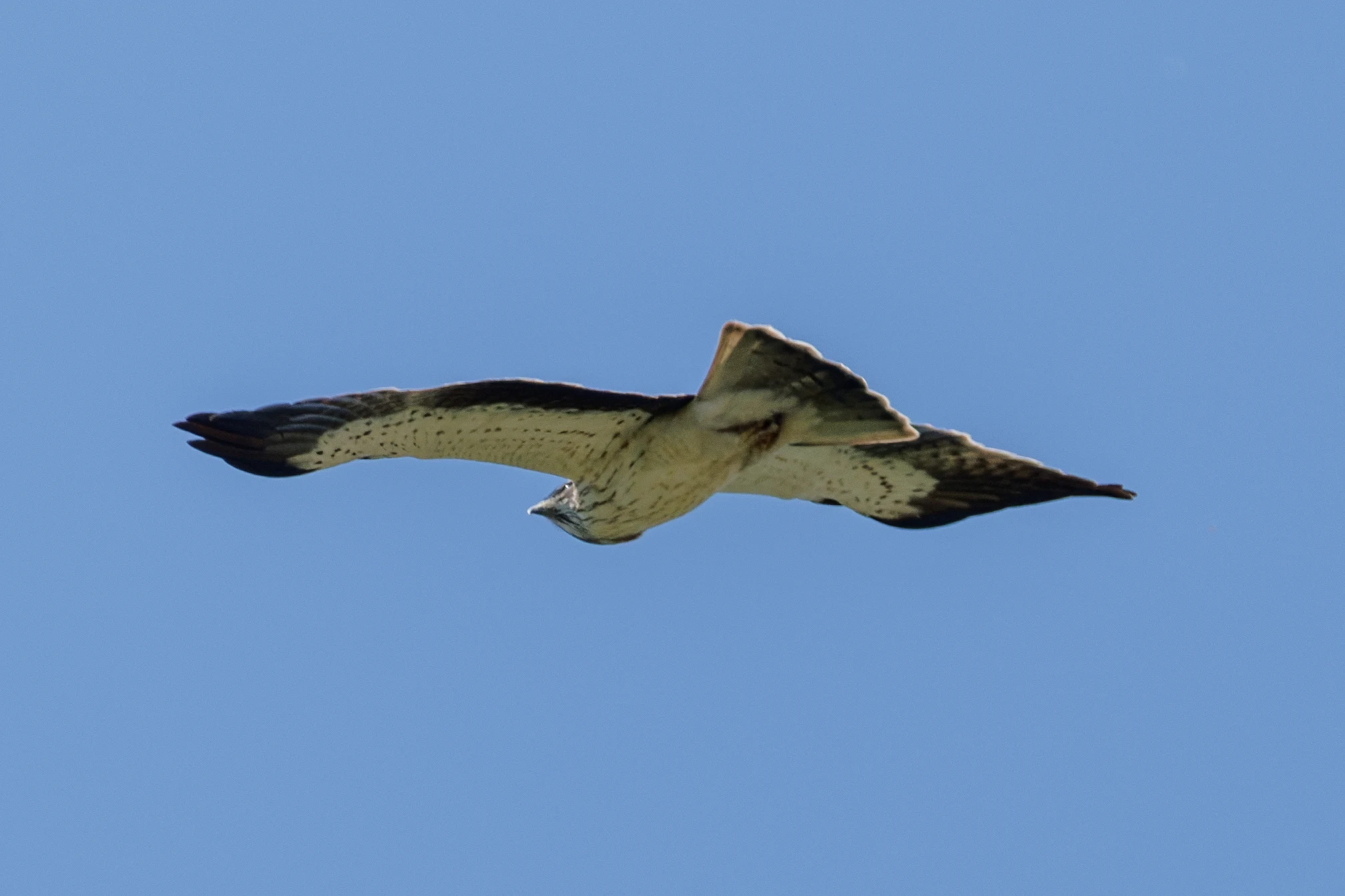 Booted Eagle, Romanian Steppe, Romania — photo by Orlando Prugel-Bennett