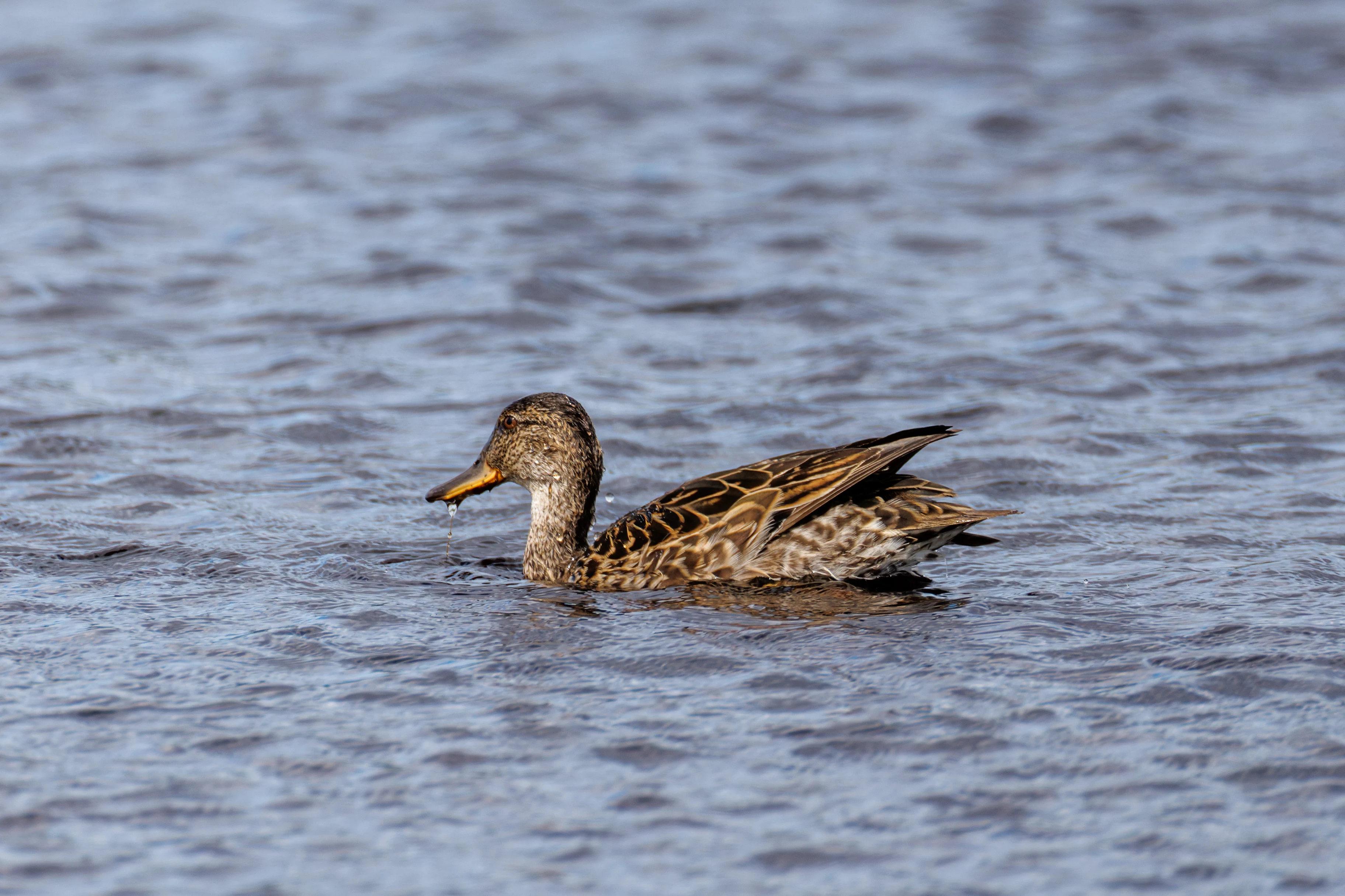 Mallard (female), West Sussex, UK — photo by Orlando Prugel-Bennett
