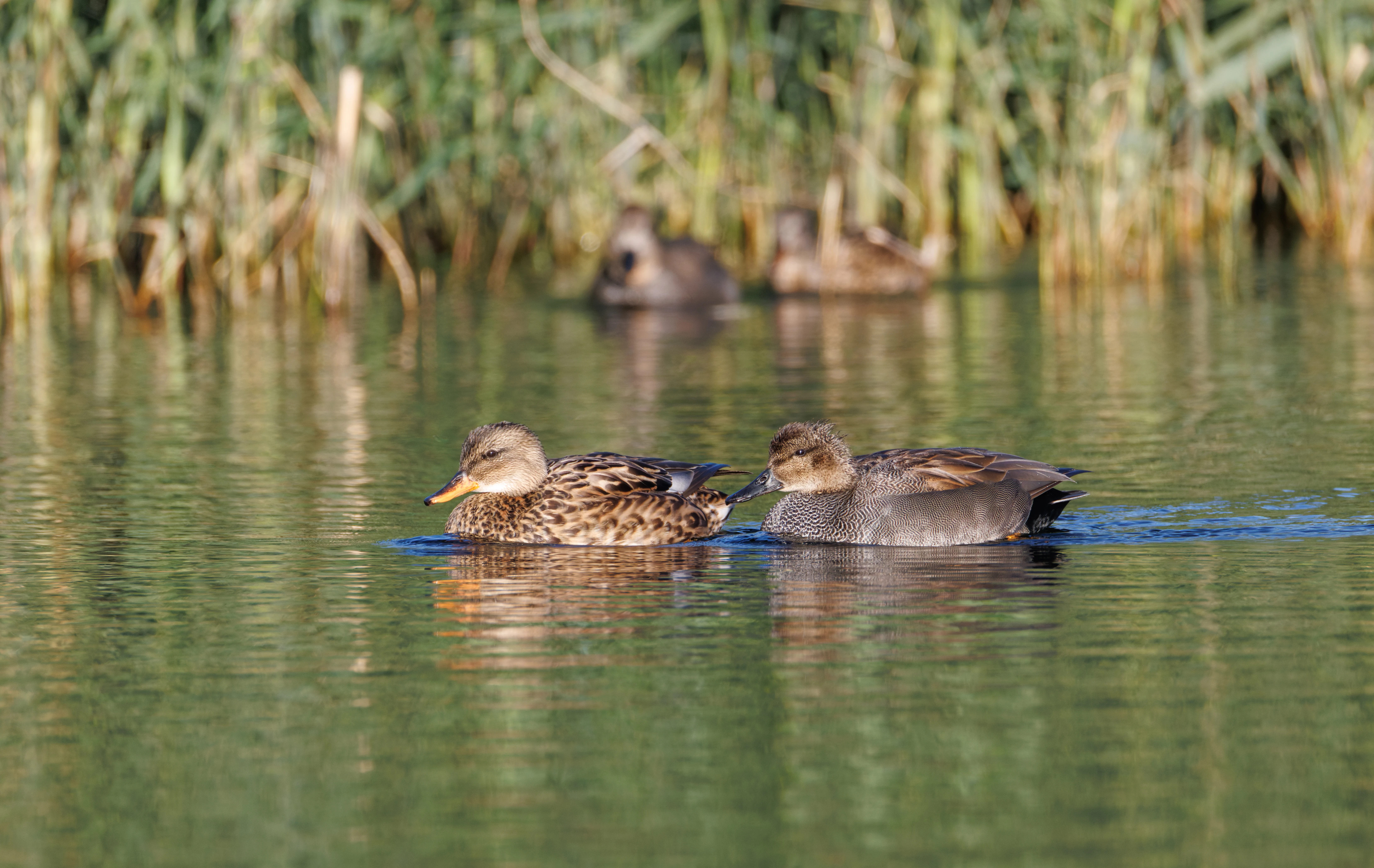 Gadwall, Clot de Galvany, Alicante, Spain — photo by Orlando Prugel-Bennett
