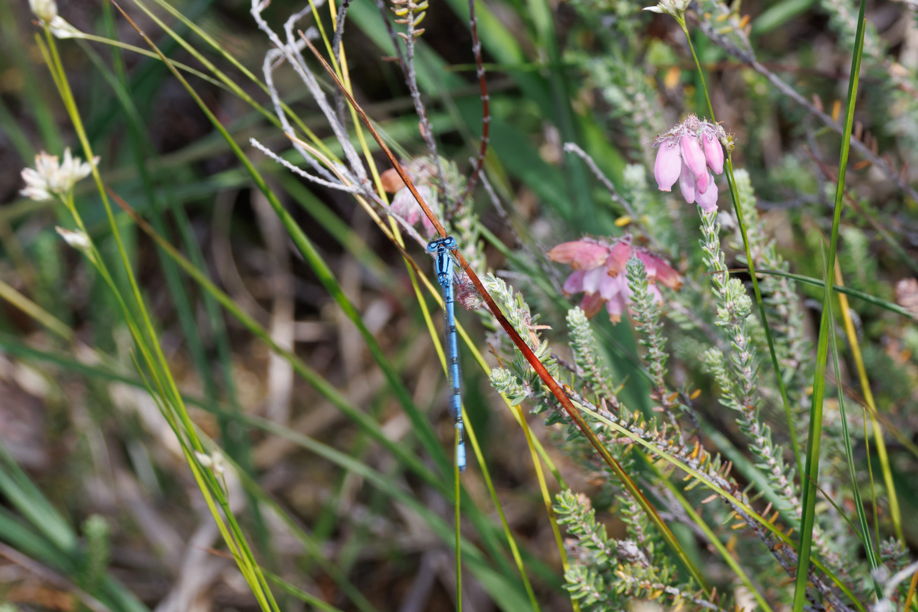 Common Blue Damselfly, West Sussex, UK — photo by Orlando Prugel-Bennett