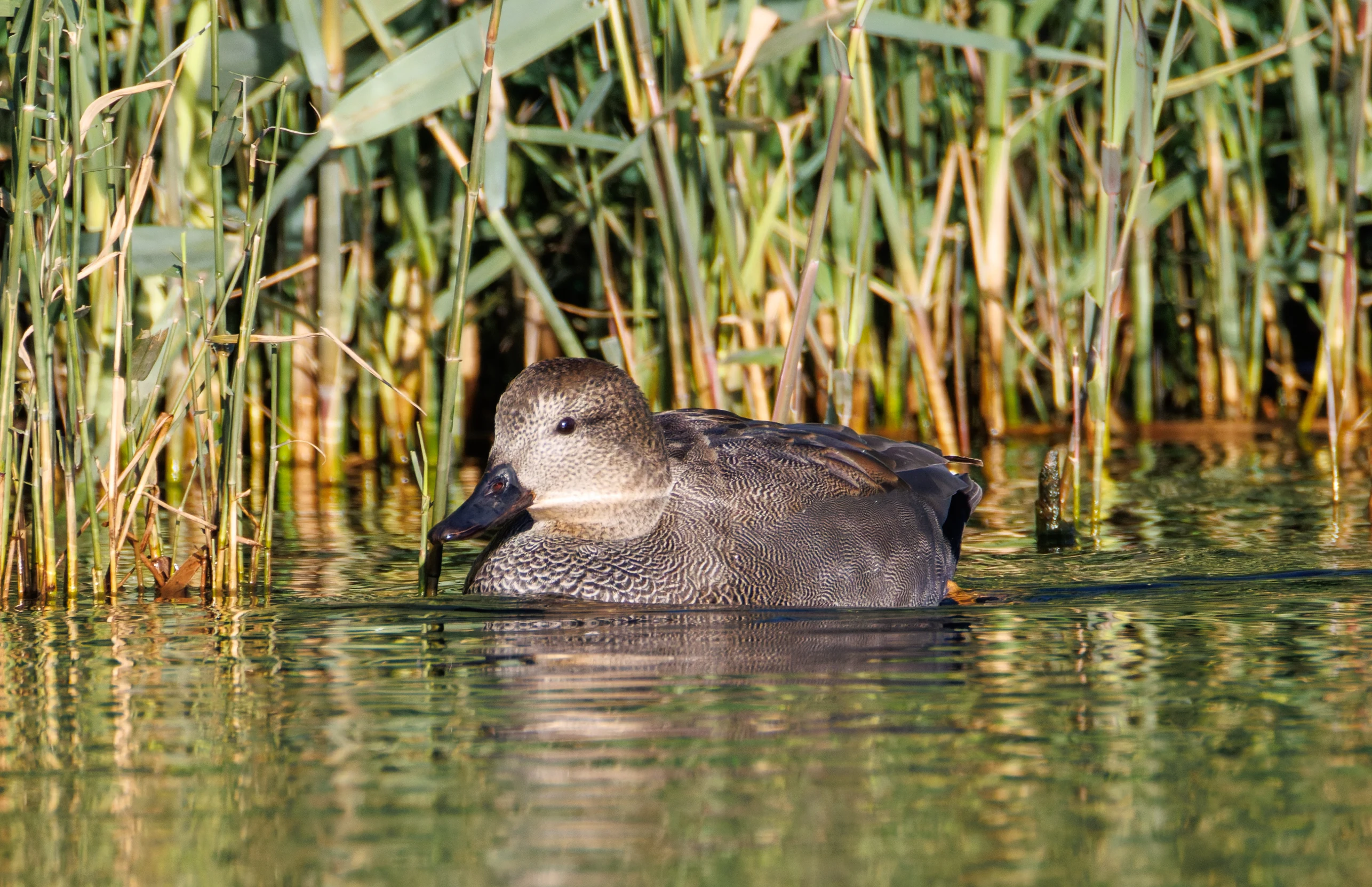 Gadwall, Clot de Galvany, Alicante, Spain — photo by Orlando Prugel-Bennett