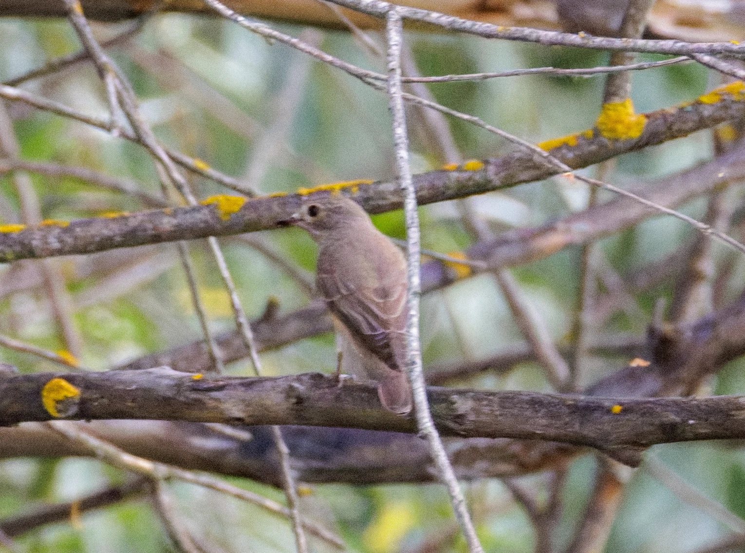 Thrush Nightingale, Danube Delta, Romania — photo by Orlando Prugel-Bennett