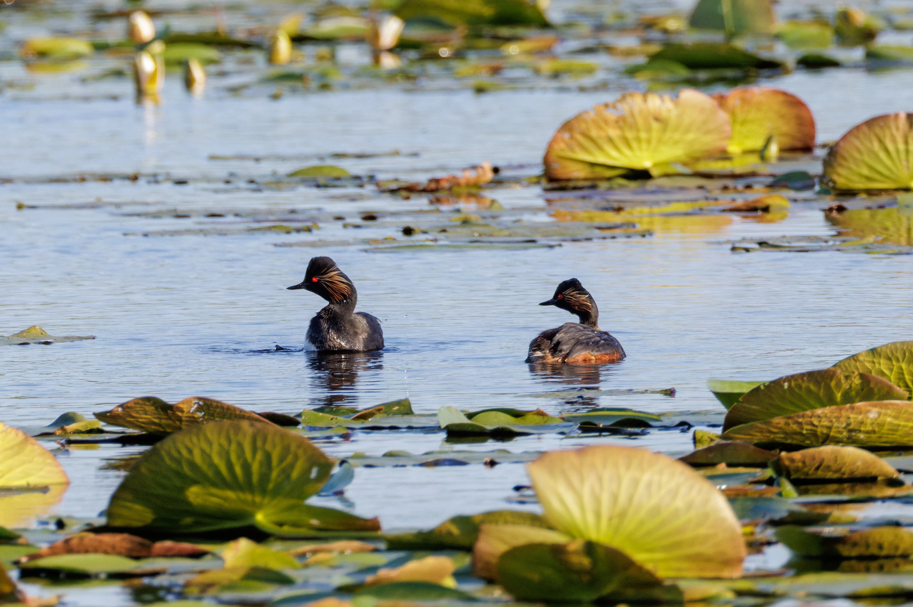 Black-necked Grebes, Danube Delta, Romania — photo by Orlando Prugel-Bennett