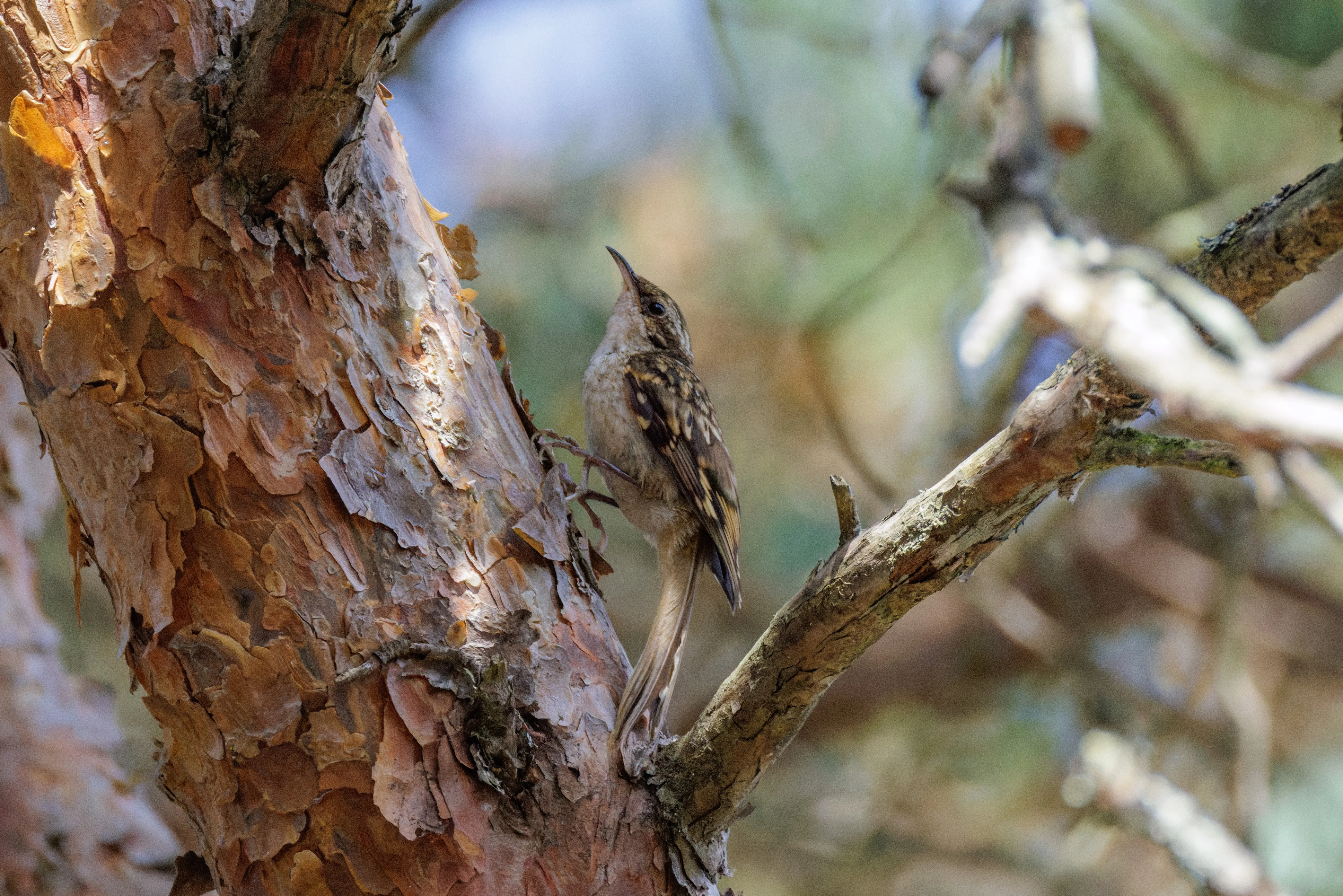 Treecreeper, West Sussex, UK — photo by Orlando Prugel-Bennett