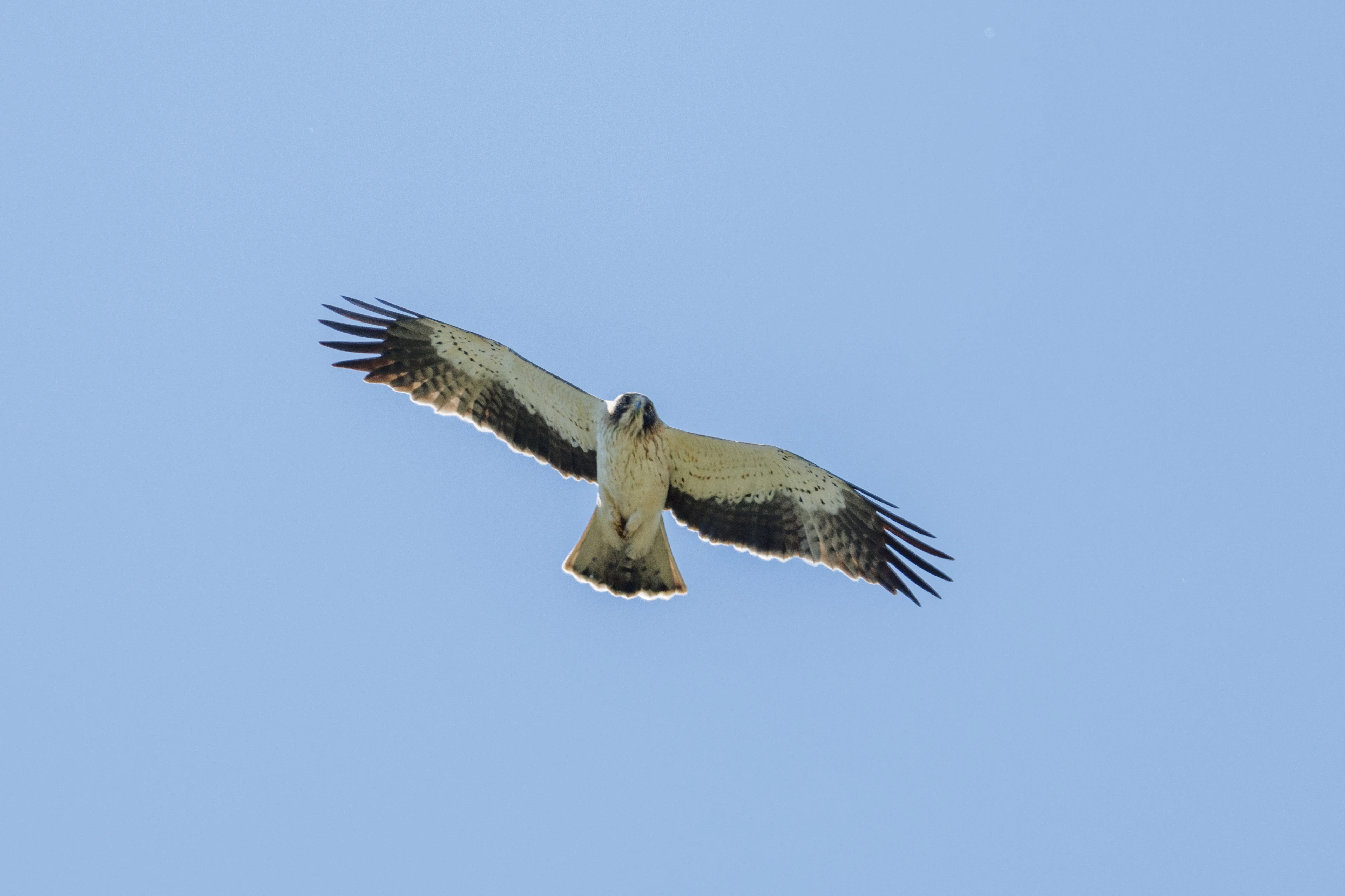 Booted Eagle, Romanian Steppe, Romania — photo by Orlando Prugel-Bennett