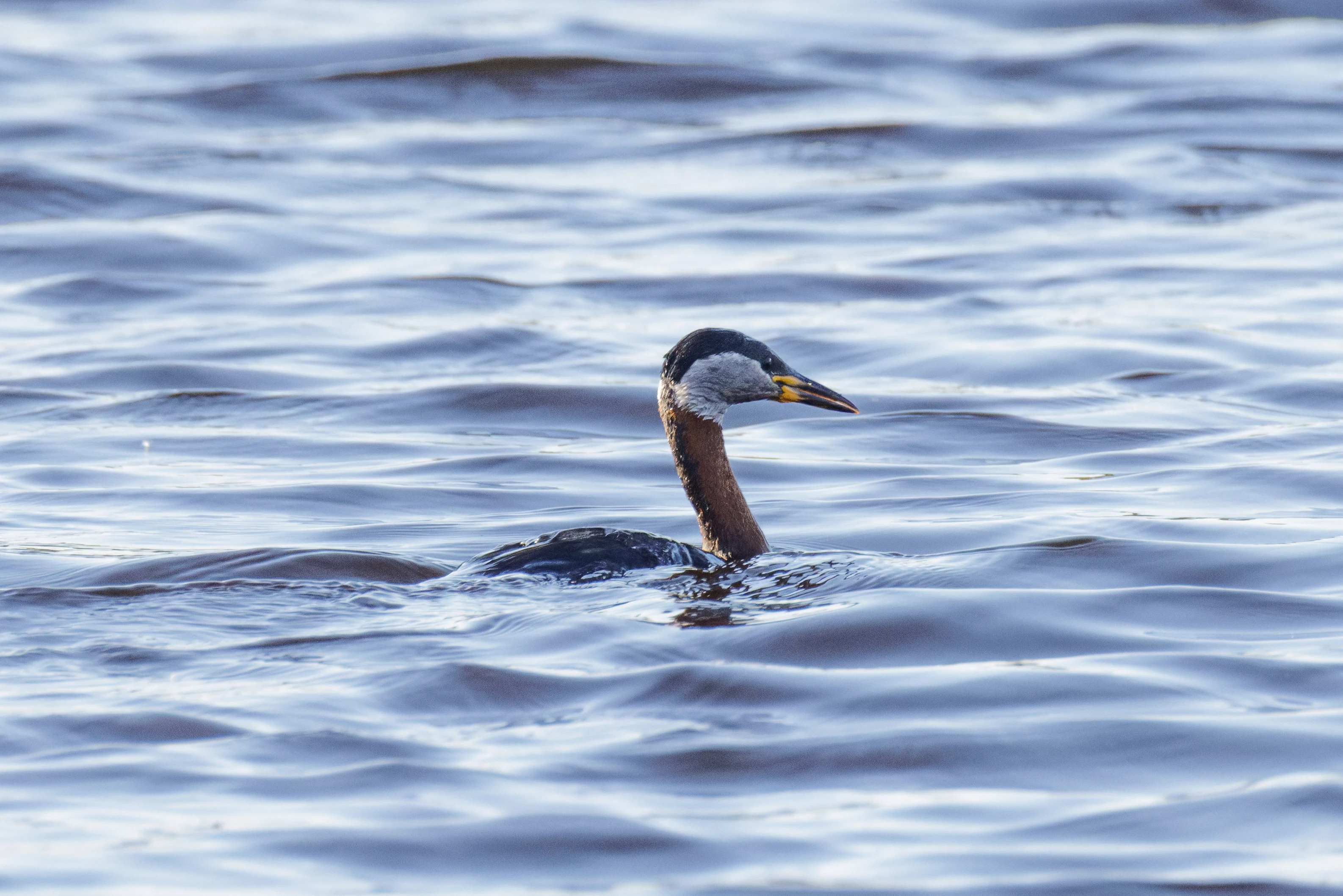Red-necked Grebe, Danube Delta, Romania — photo by Orlando Prugel-Bennett