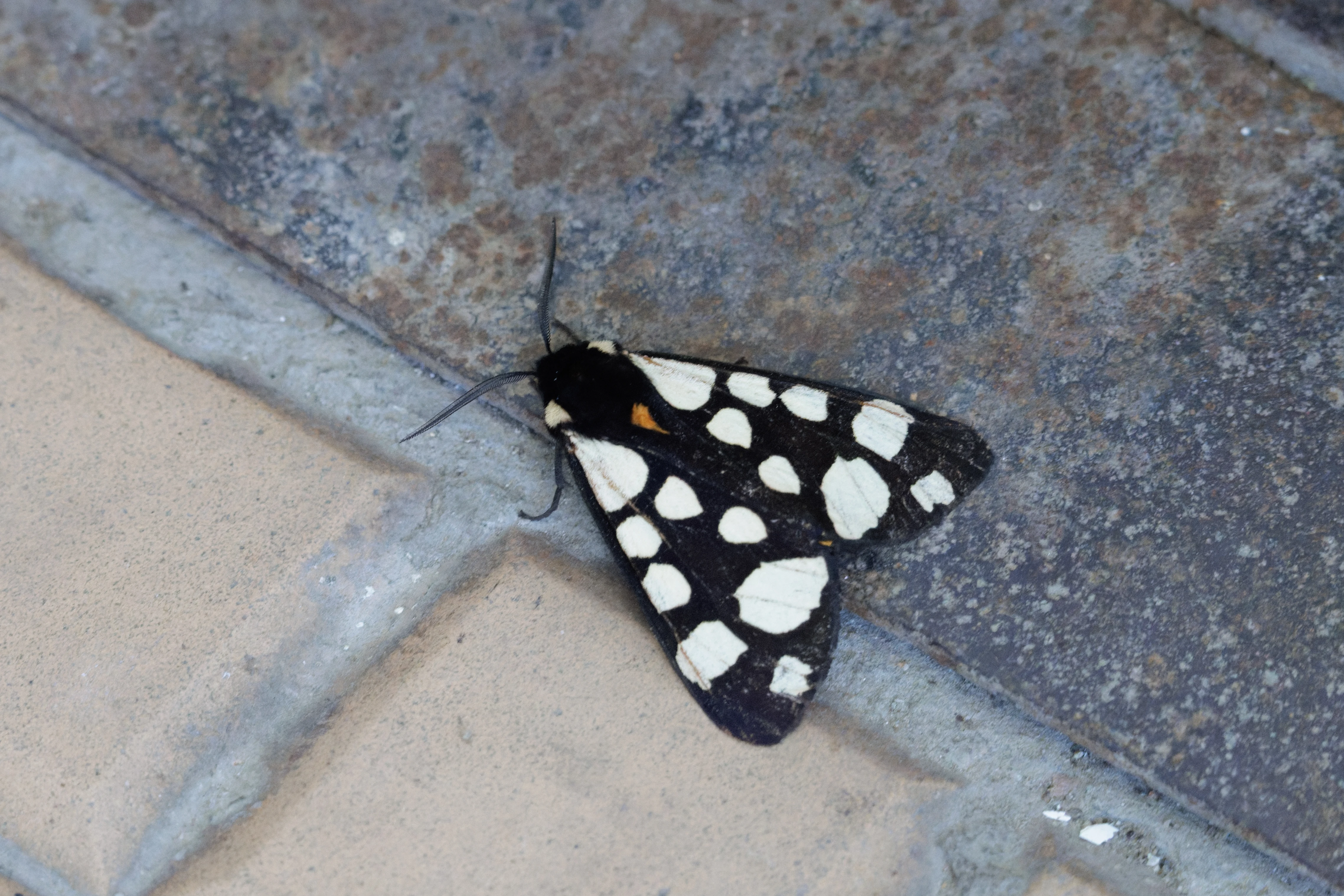 Cream-spot Tiger Moth, Romanian Steppe, Romania — photo by Orlando Prugel-Bennett