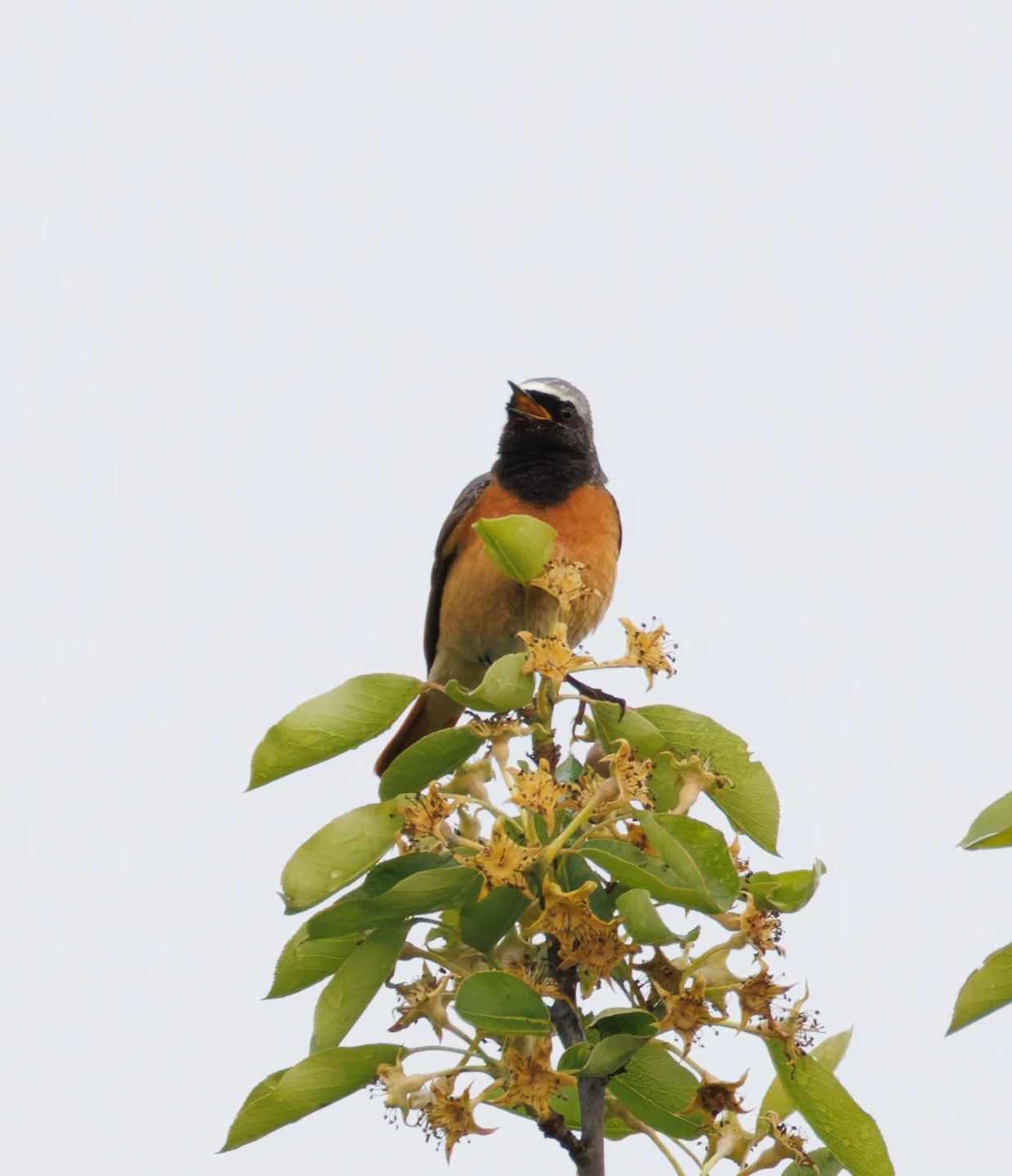 Common Redstart, Transylvania, Romania — photo by Orlando Prugel-Bennett