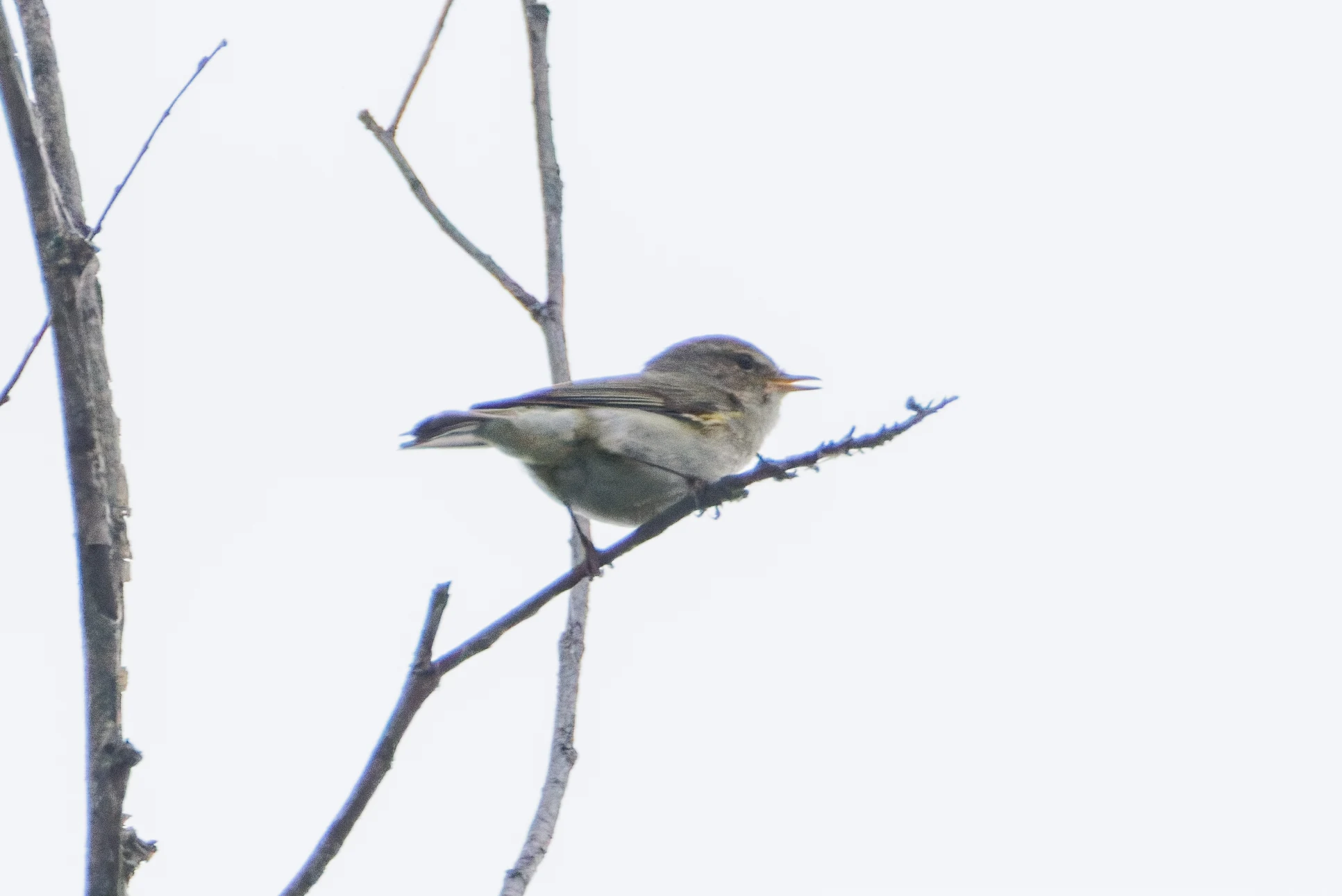 Common Whitethroat, Danube Delta, Romania — photo by Orlando Prugel-Bennett