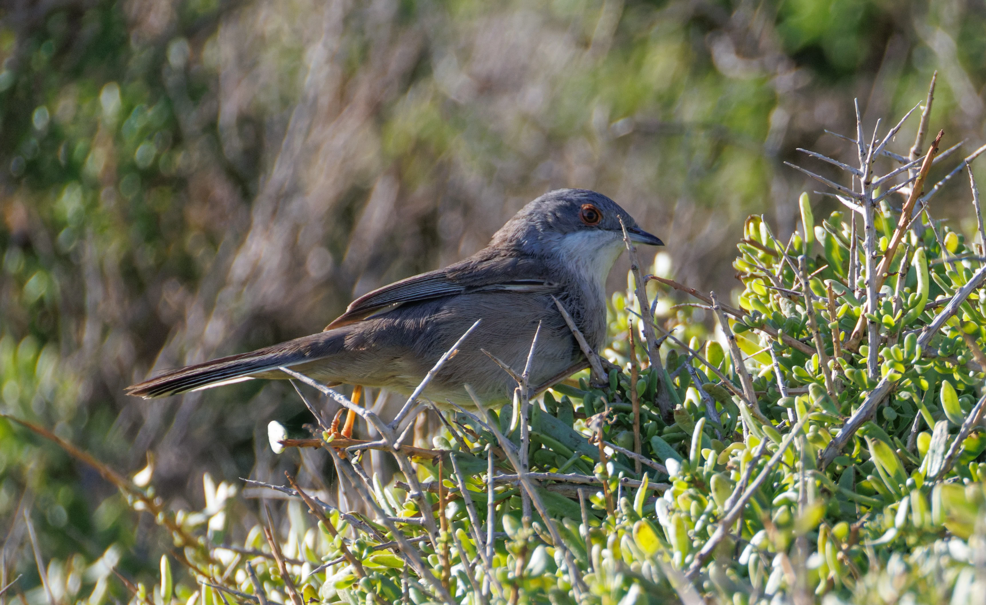Sardinian Warbler, Tabarca, Alicante, Spain — photo by Orlando Prugel-Bennett