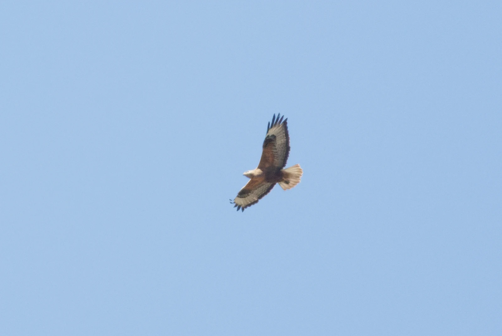 Long-legged Buzzard, Romanian Steppe, Romania — photo by Orlando Prugel-Bennett