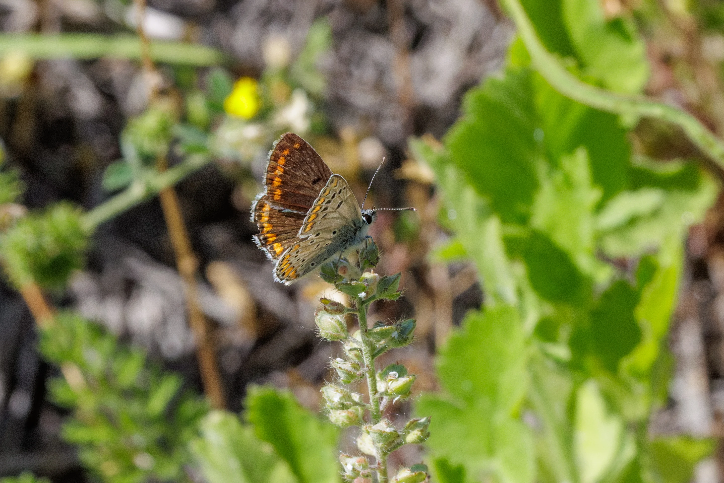 Brown Argus butterfly, Romanian Steppe, Romania — photo by Orlando Prugel-Bennett