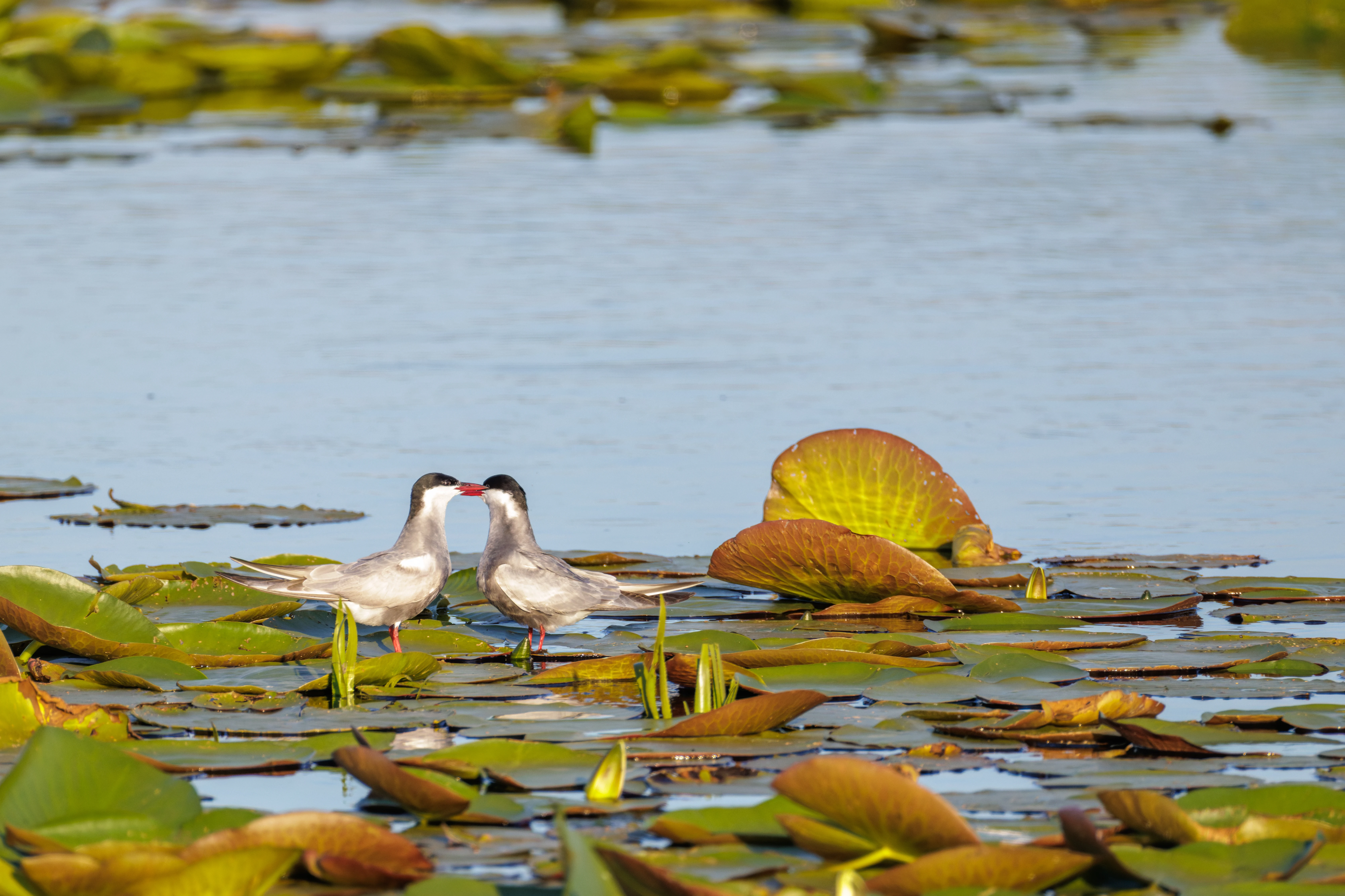 Whiskered Terns, Danube Delta, Romania — photo by Orlando Prugel-Bennett