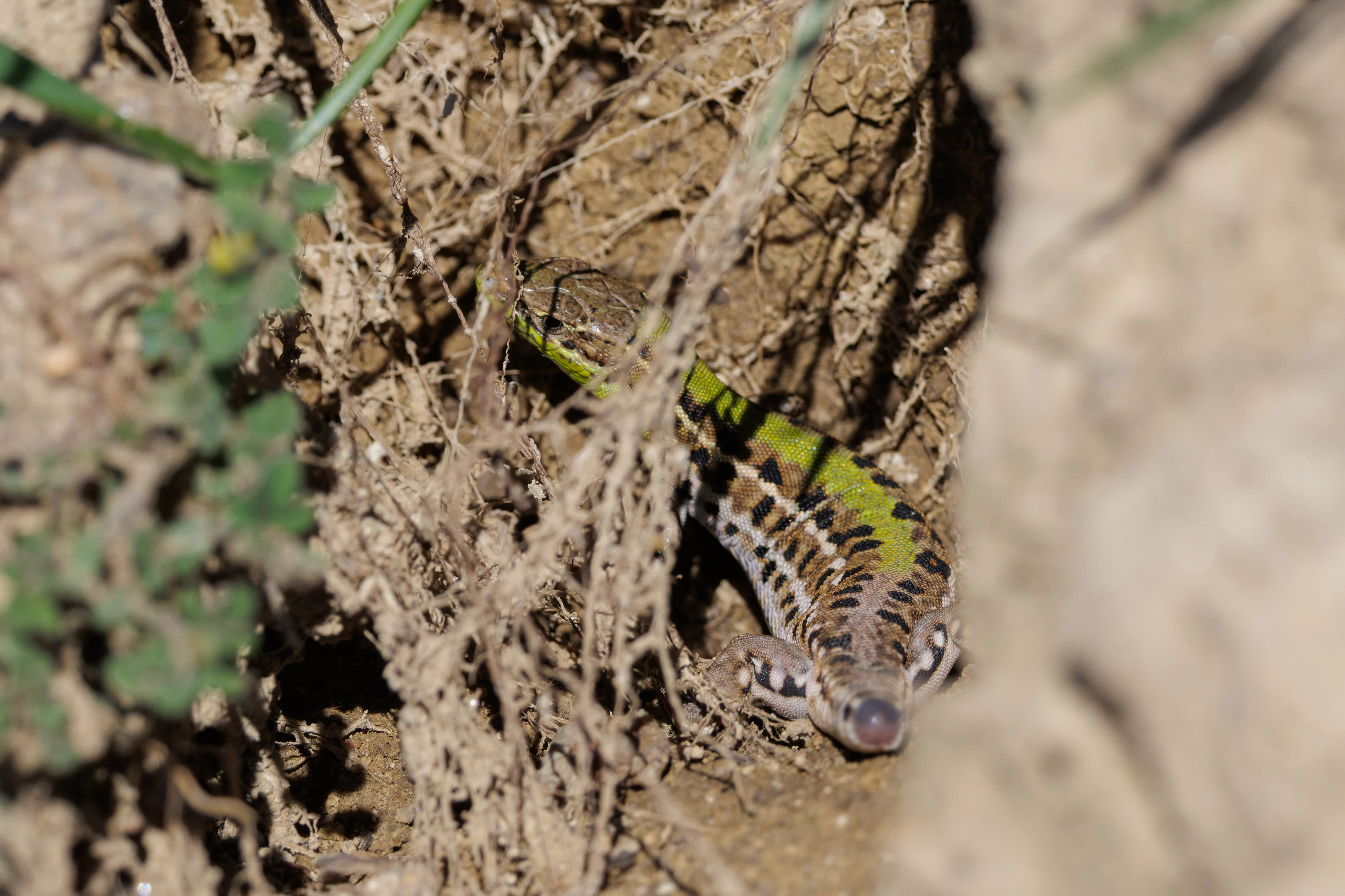 Sand Lizard, Romanian Steppe, Romania — photo by Orlando Prugel-Bennett