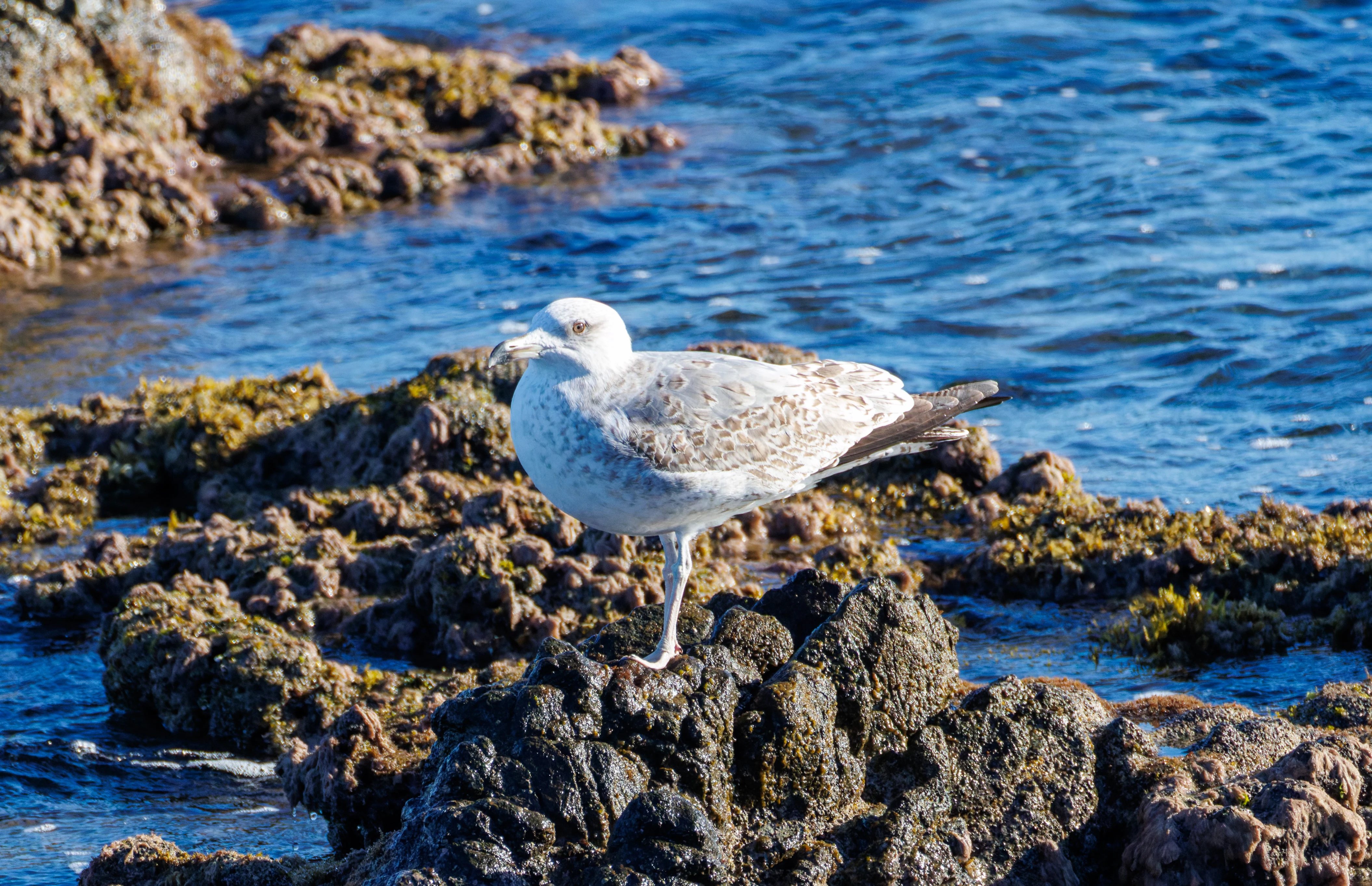 Gull, Tabarca, Alicante, Spain — photo by Orlando Prugel-Bennett