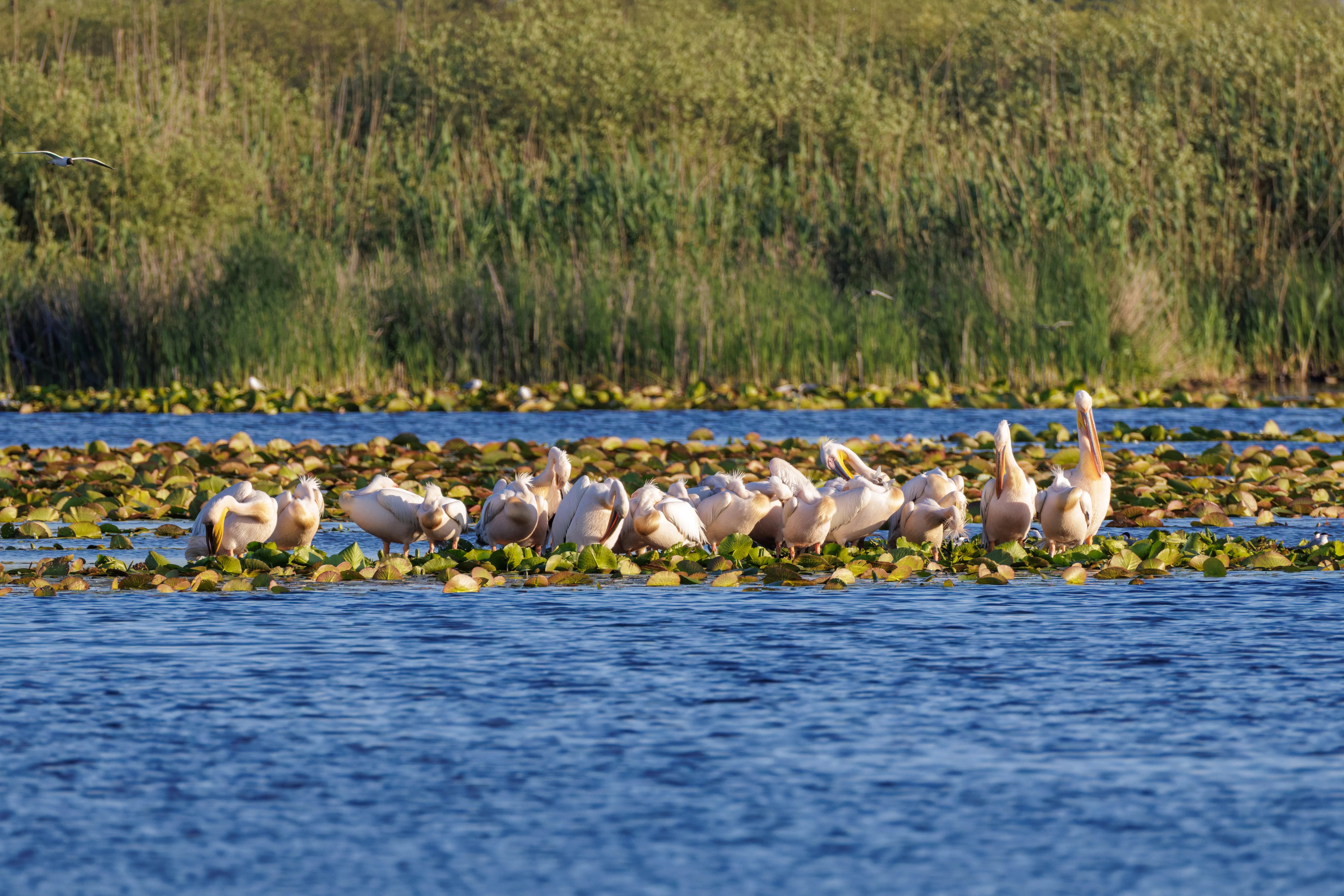 Great White Pelicans, Danube Delta, Romania — photo by Orlando Prugel-Bennett