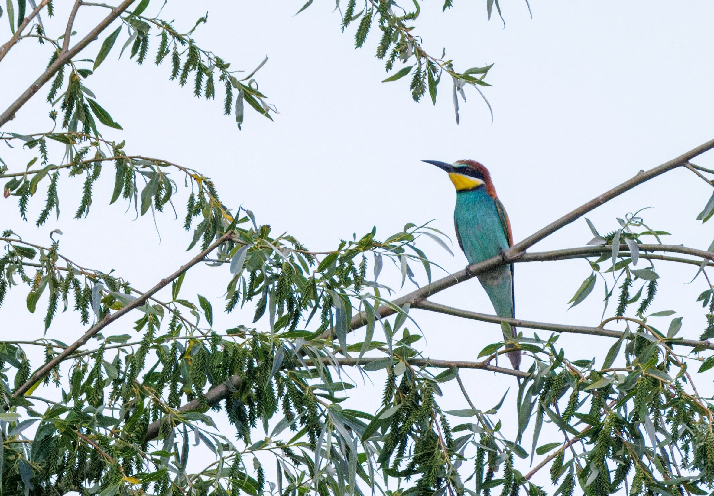 European Bee-eater, Danube Delta, Romania — photo by Orlando Prugel-Bennett