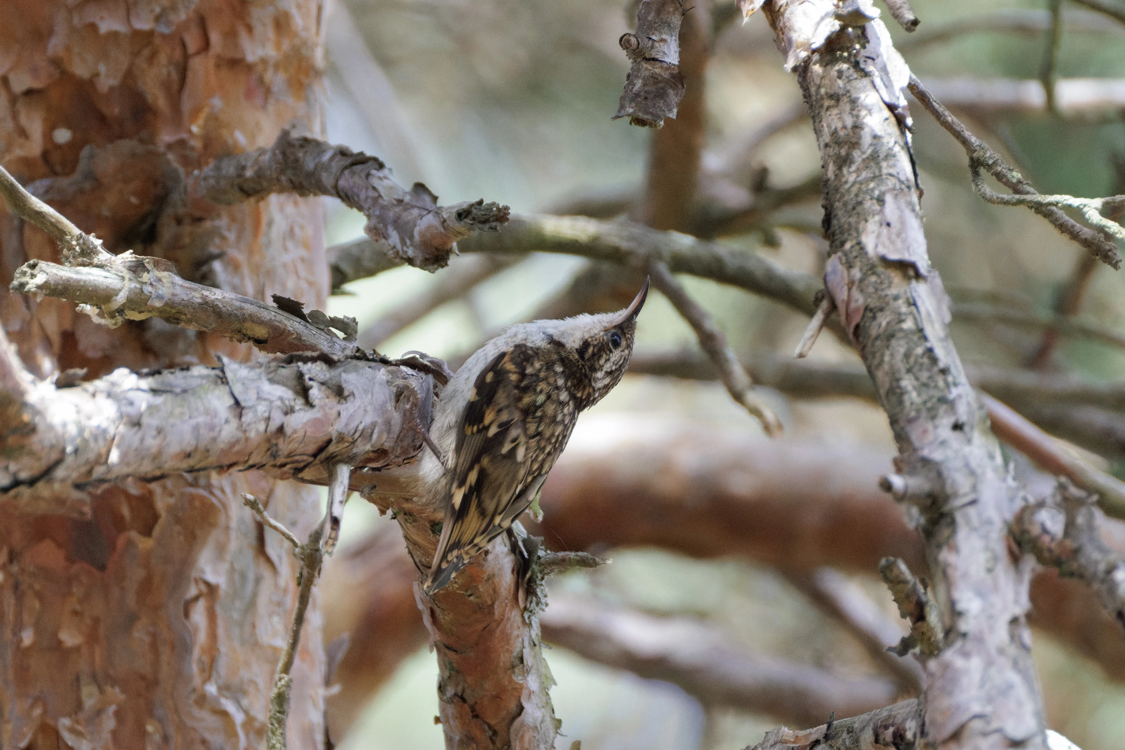 Treecreeper, West Sussex, UK — photo by Orlando Prugel-Bennett