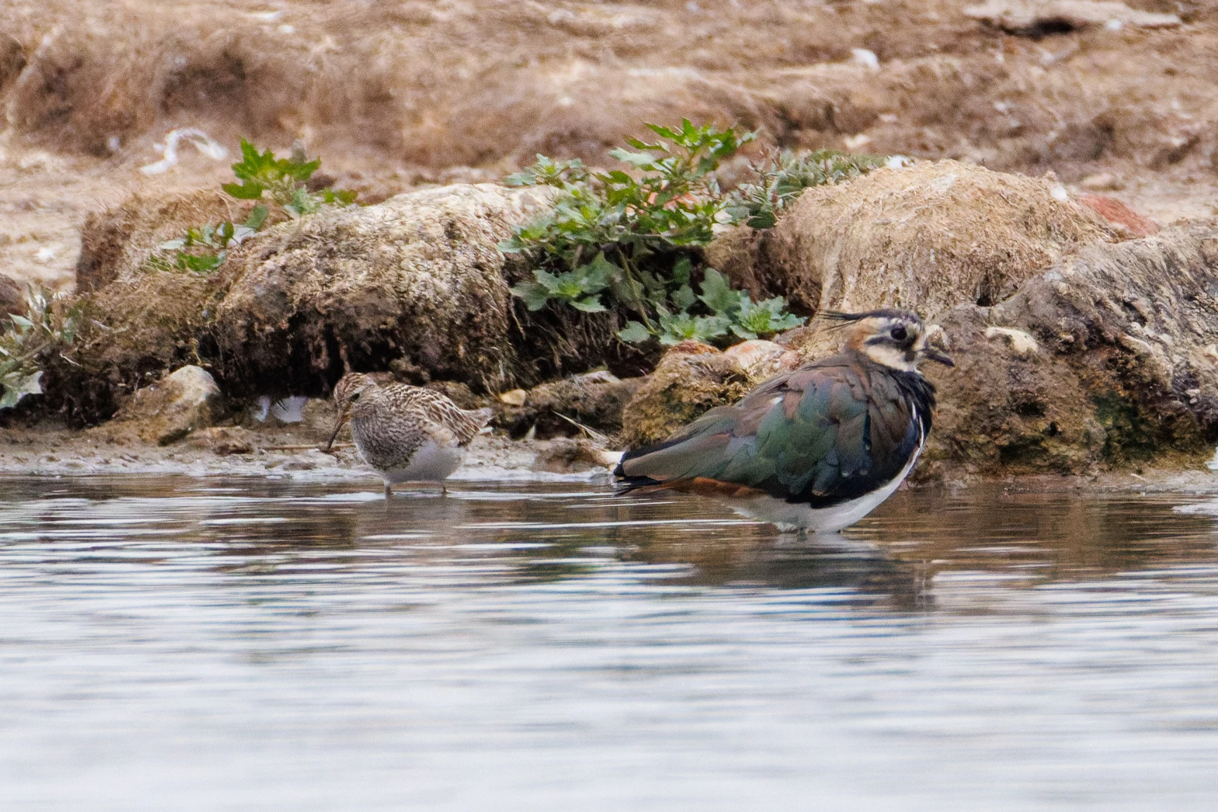 Pectoral Sandpiper and Lapwing, Farlington Marshes, Portsmouth, Hampshire, UK — photo by Orlando Prugel-Bennett
