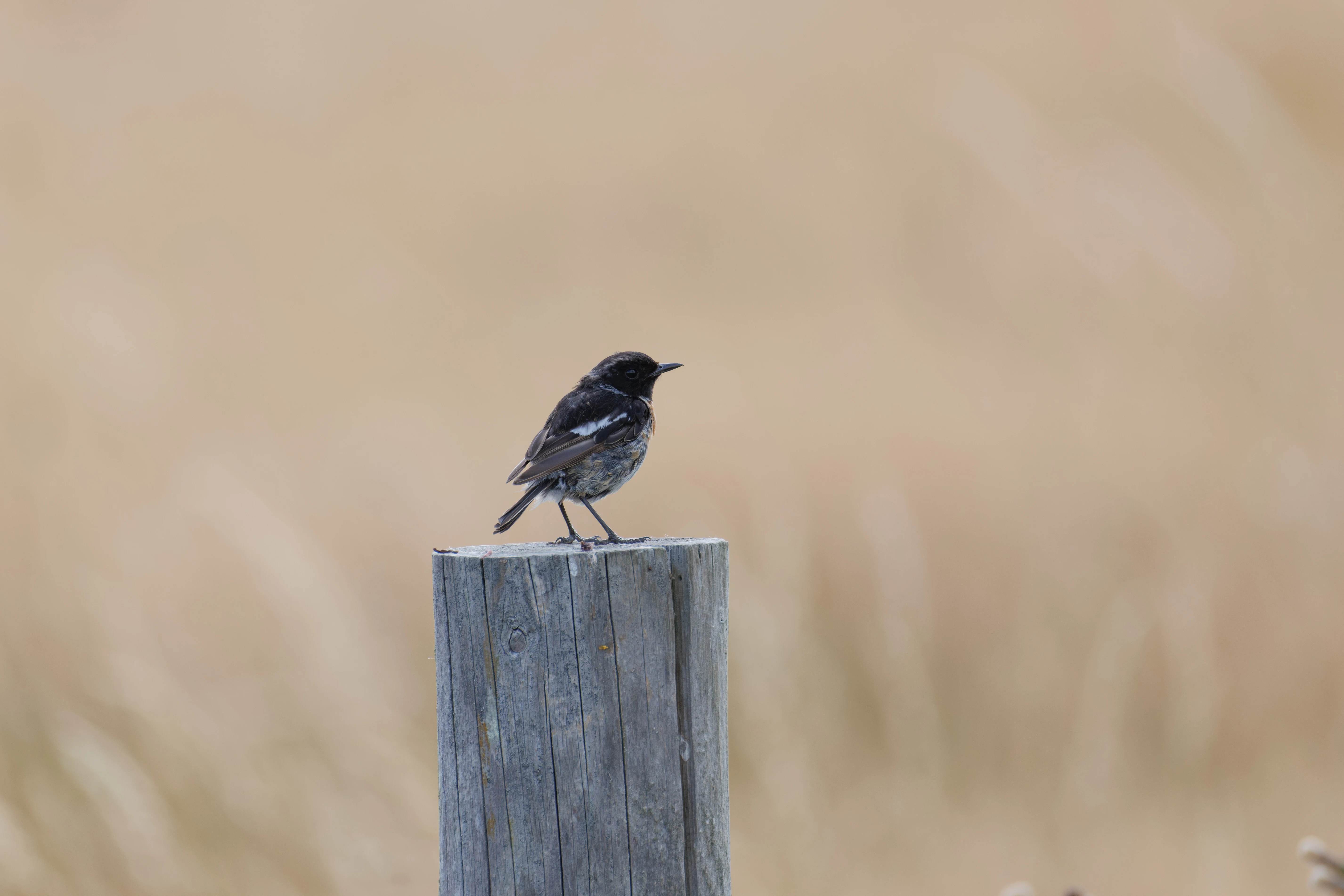 European Stonechat, West Sussex, UK — photo by Orlando Prugel-Bennett
