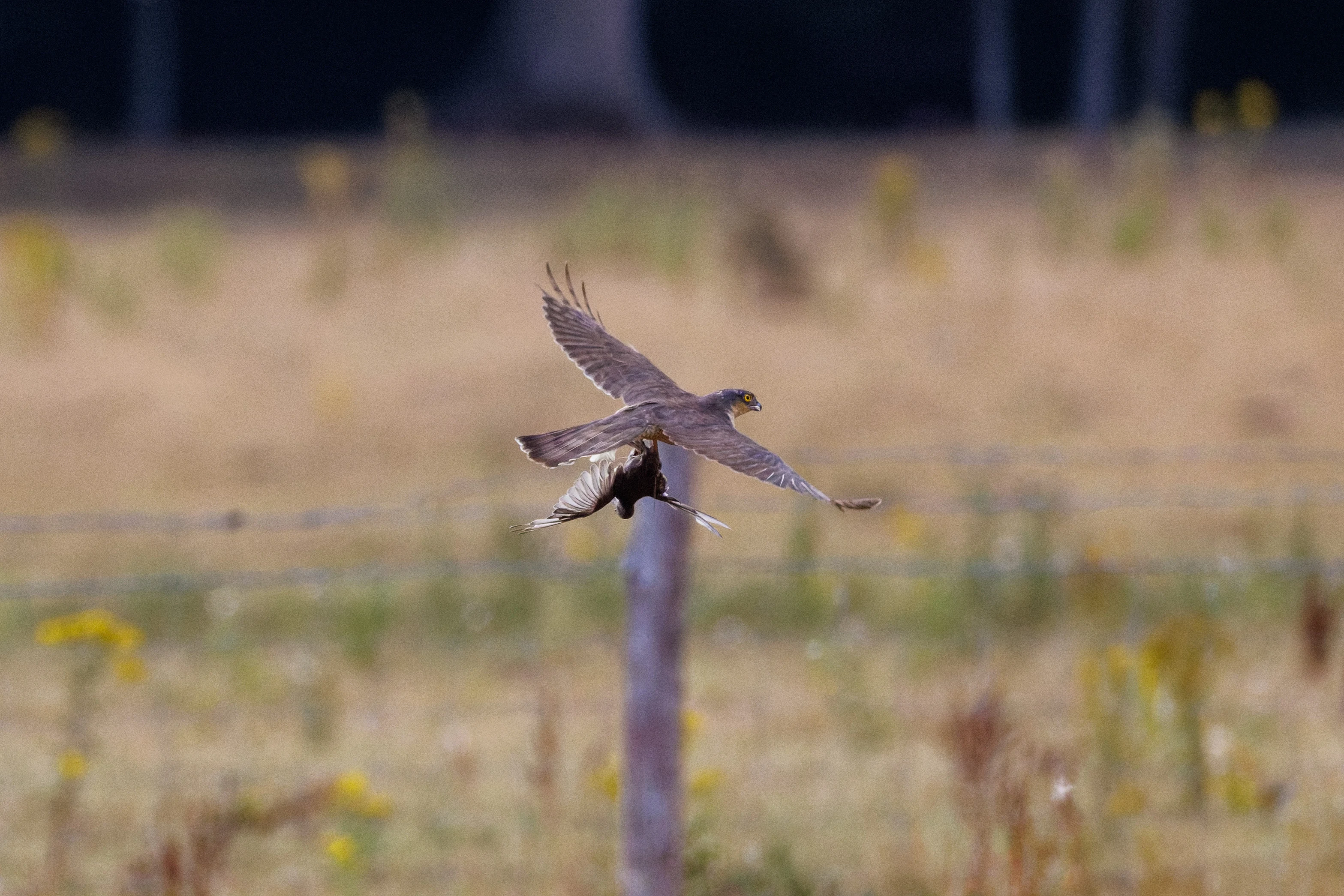 Sparrowhawk carrying prey, West Sussex, UK — photo by Orlando Prugel-Bennett