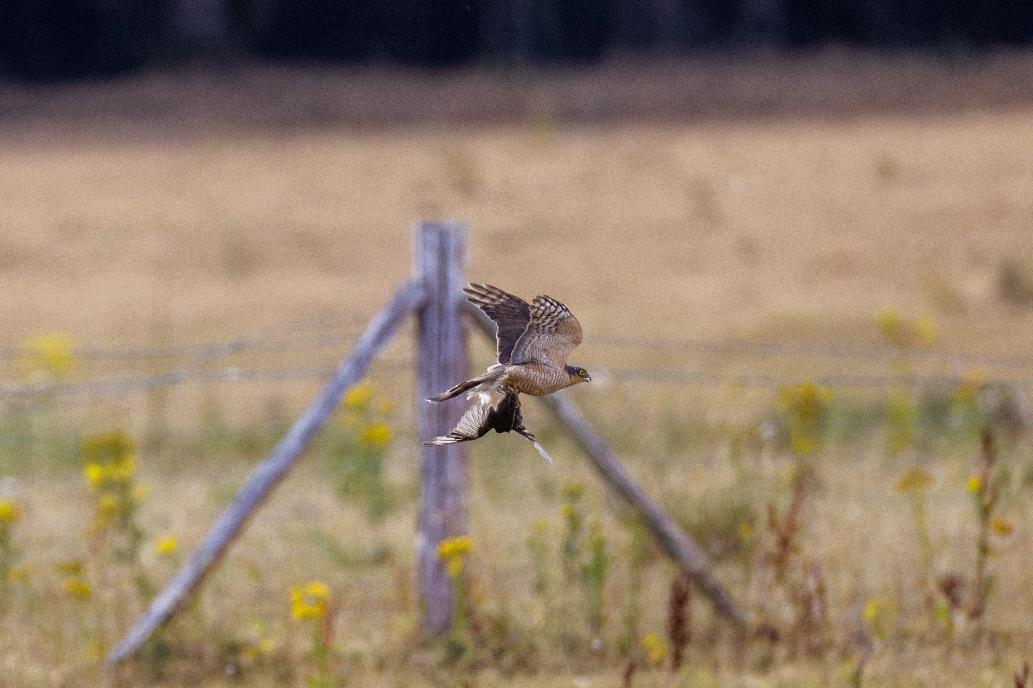 Sparrowhawk carrying prey, West Sussex, UK — photo by Orlando Prugel-Bennett