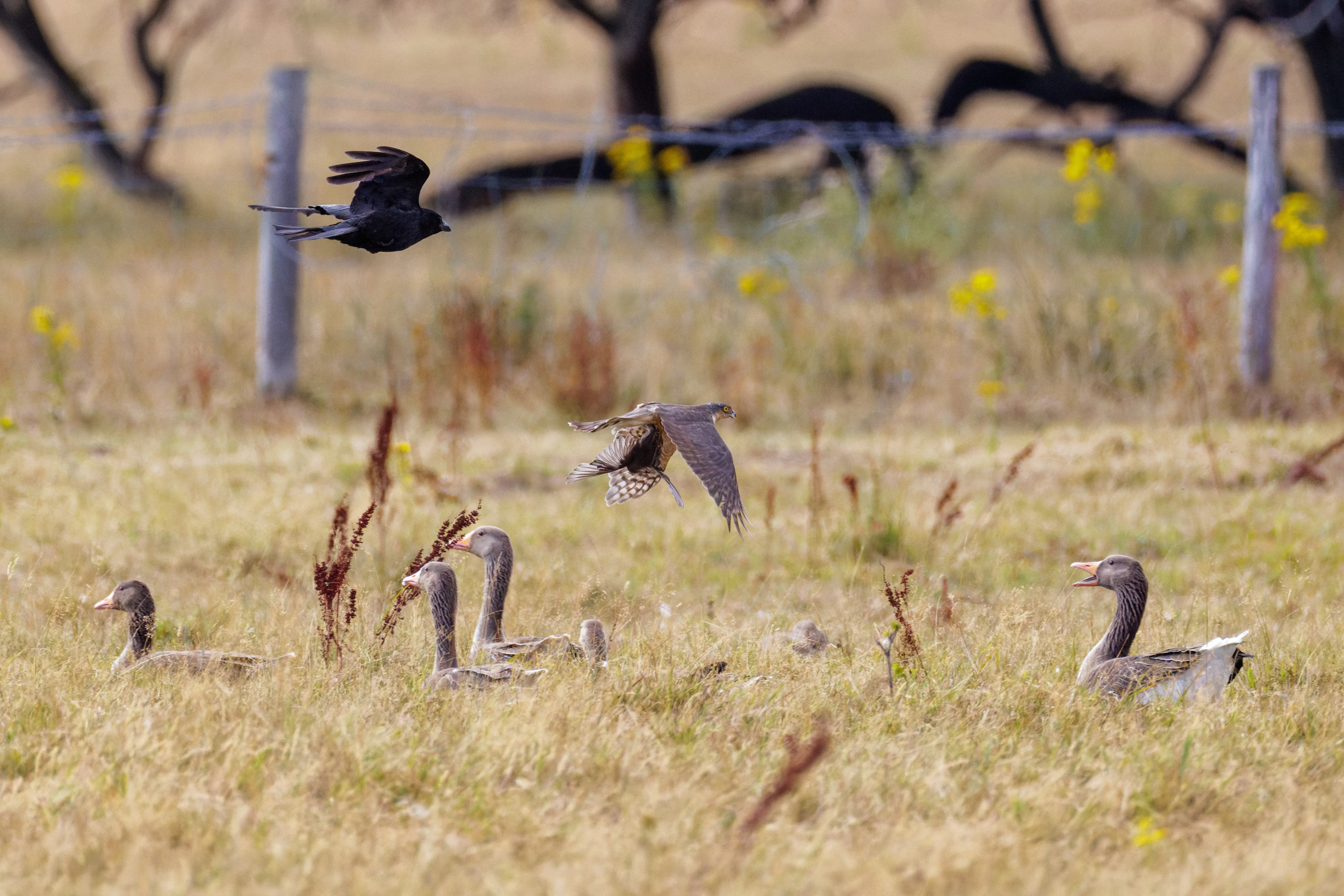 Carrion Crow, Sparrowhawk and Greylag Geese, West Sussex, UK — photo by Orlando Prugel-Bennett