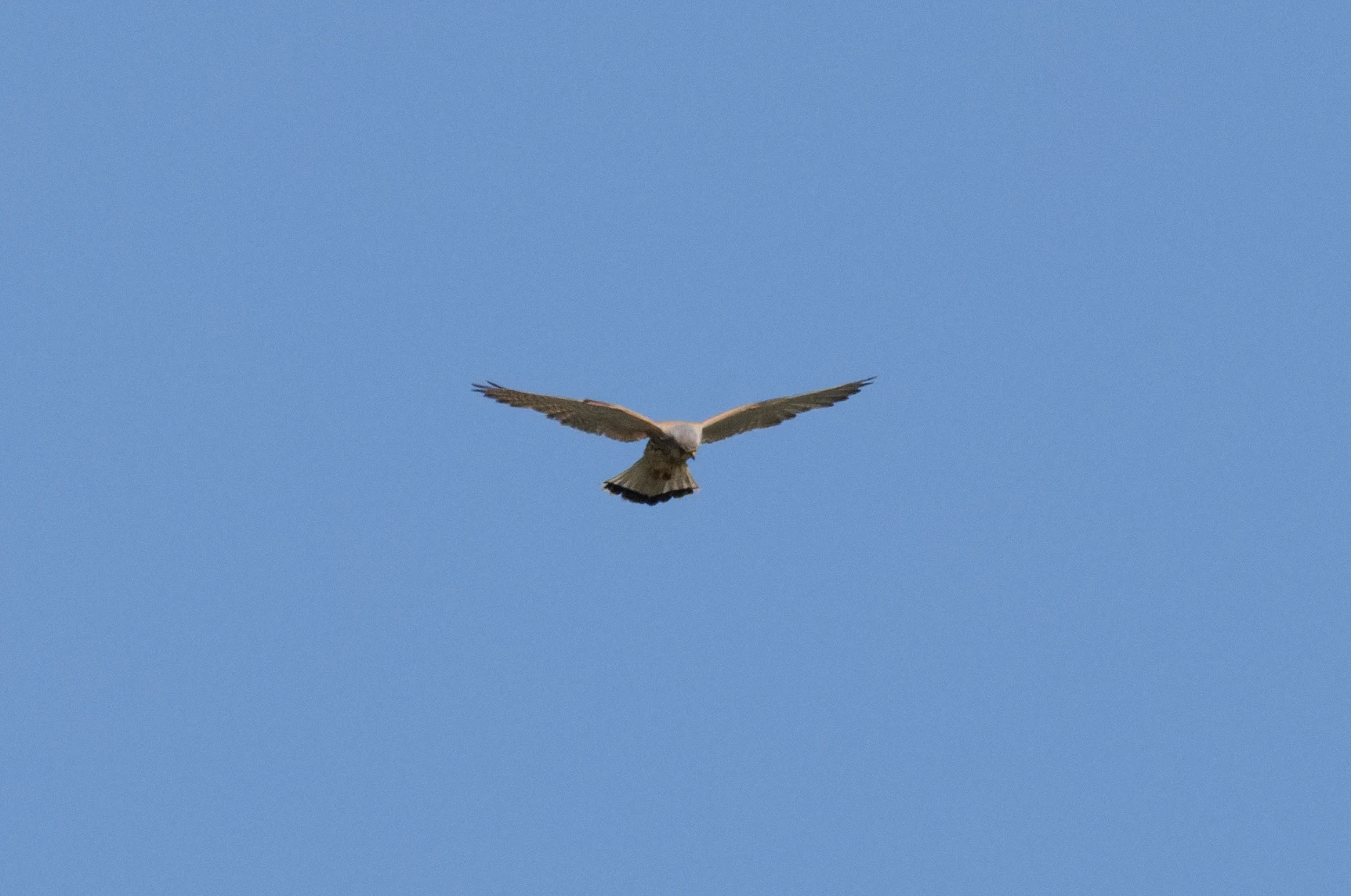 Common Kestrel, Romanian Steppe, Romania — photo by Orlando Prugel-Bennett