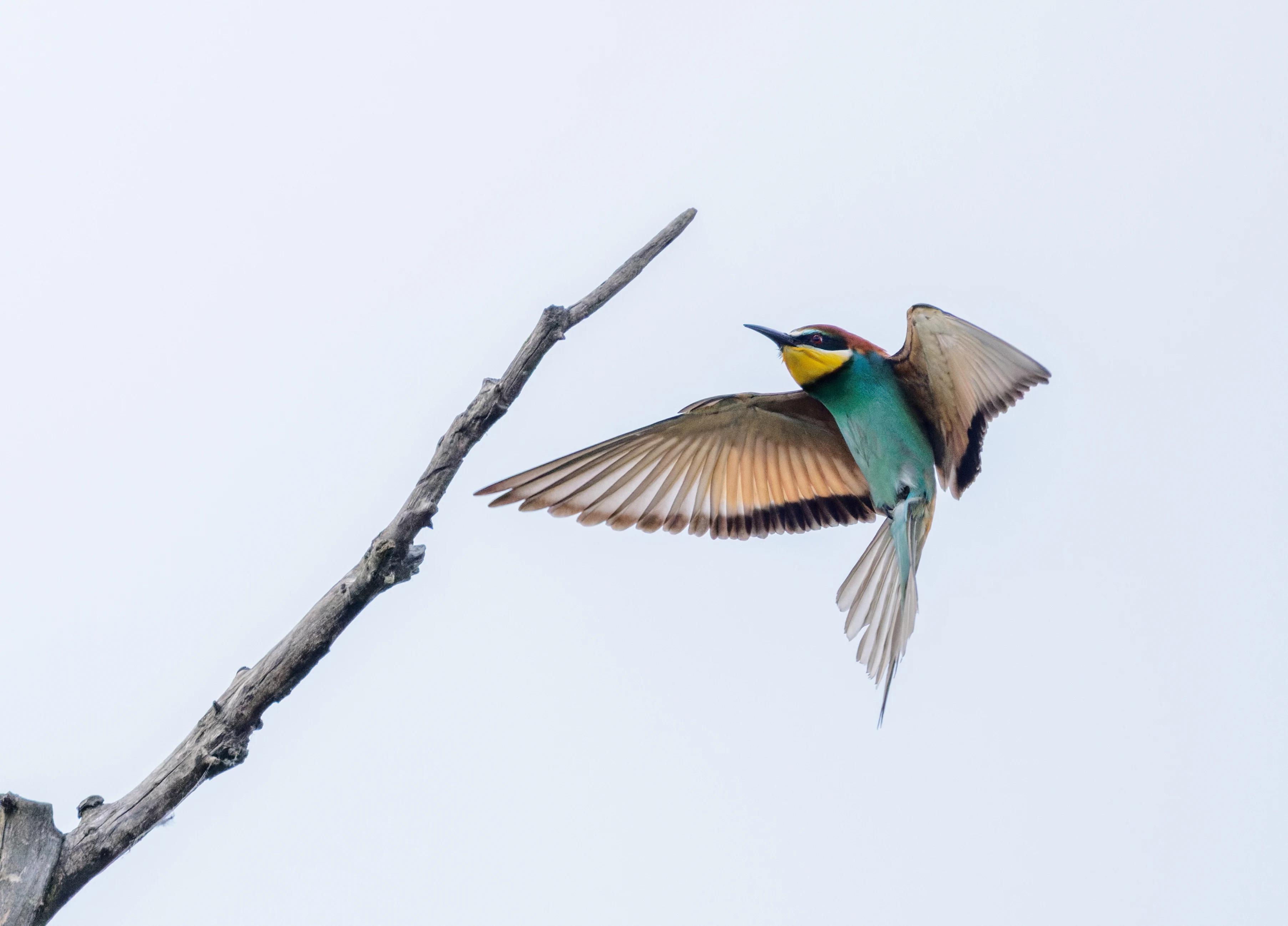 European Bee-eater in flight, Danube Delta, Romania — photo by Orlando Prugel-Bennett