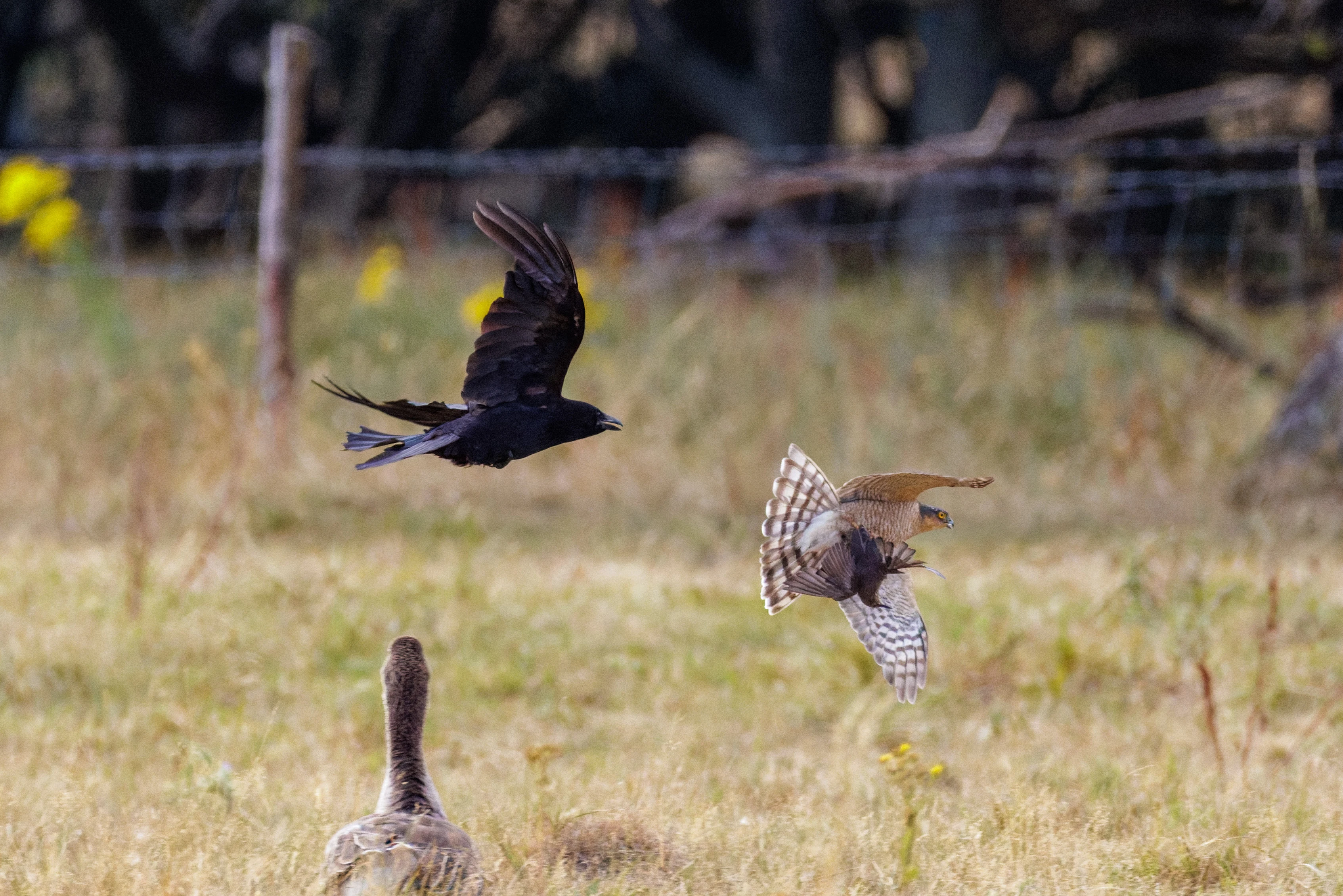 Carrion Crow and Sparrowhawk, West Sussex, UK — photo by Orlando Prugel-Bennett