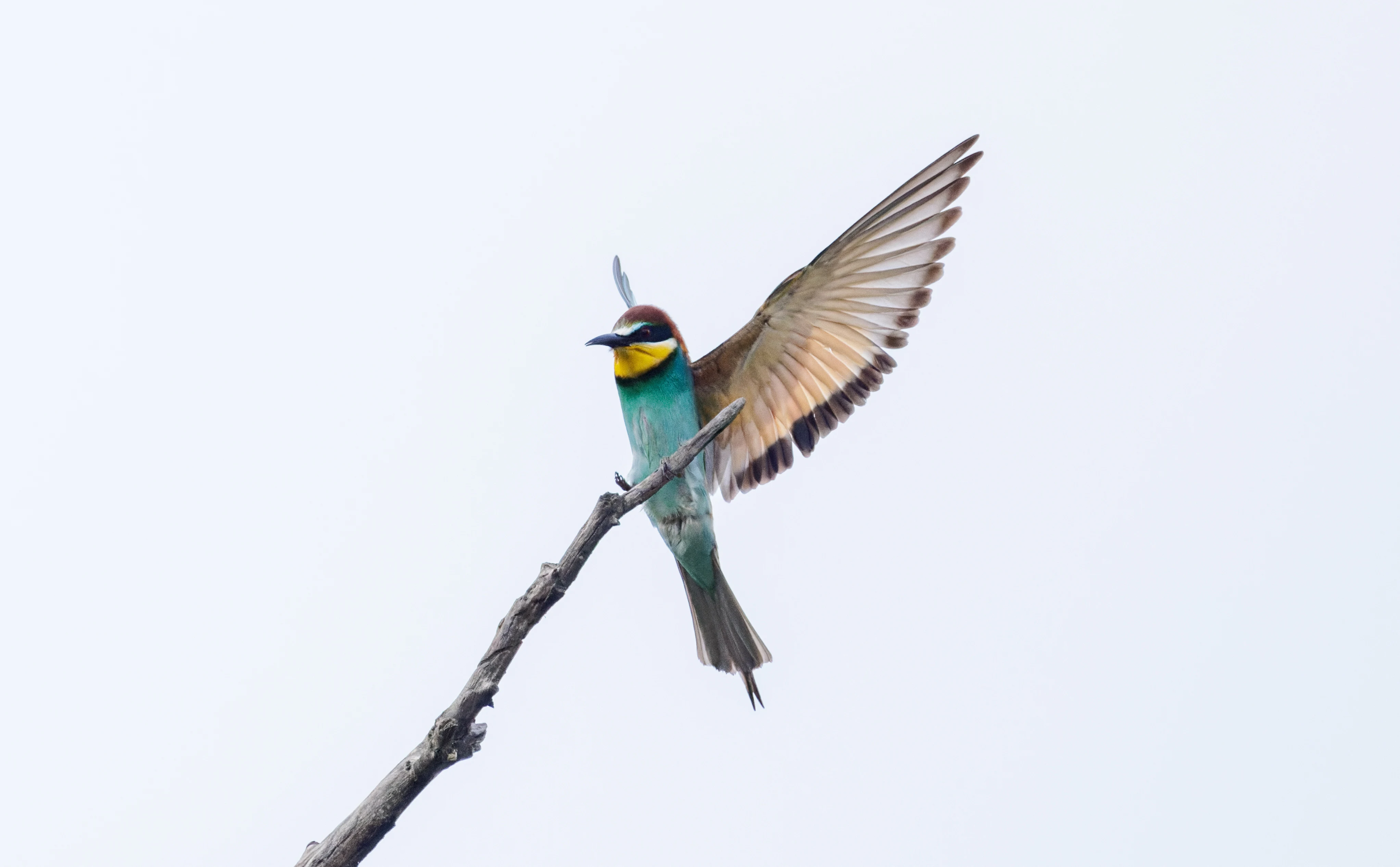 European Bee-eater, Danube Delta, Romania — photo by Orlando Prugel-Bennett
