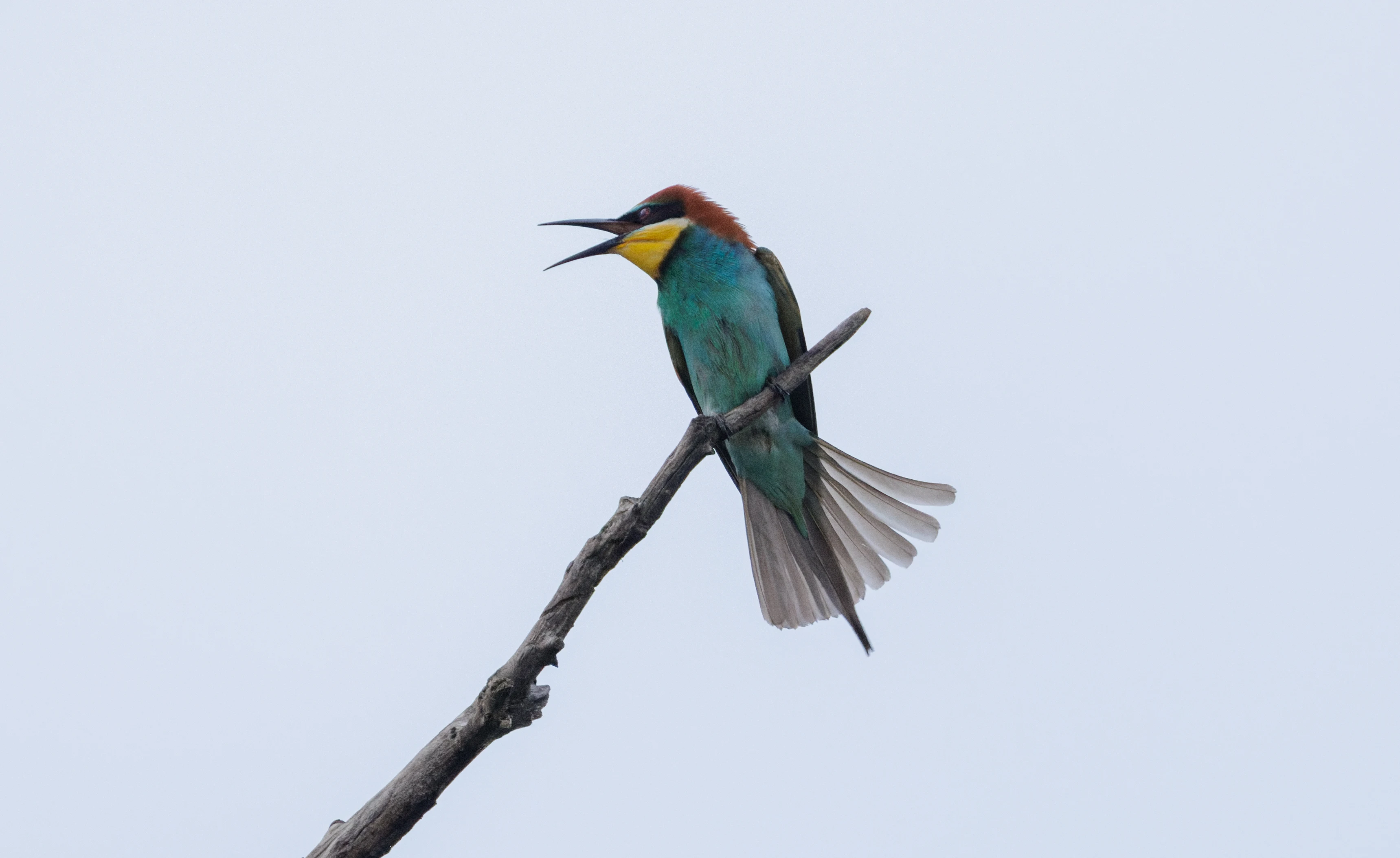 European Bee-eater, Danube Delta, Romania — photo by Orlando Prugel-Bennett