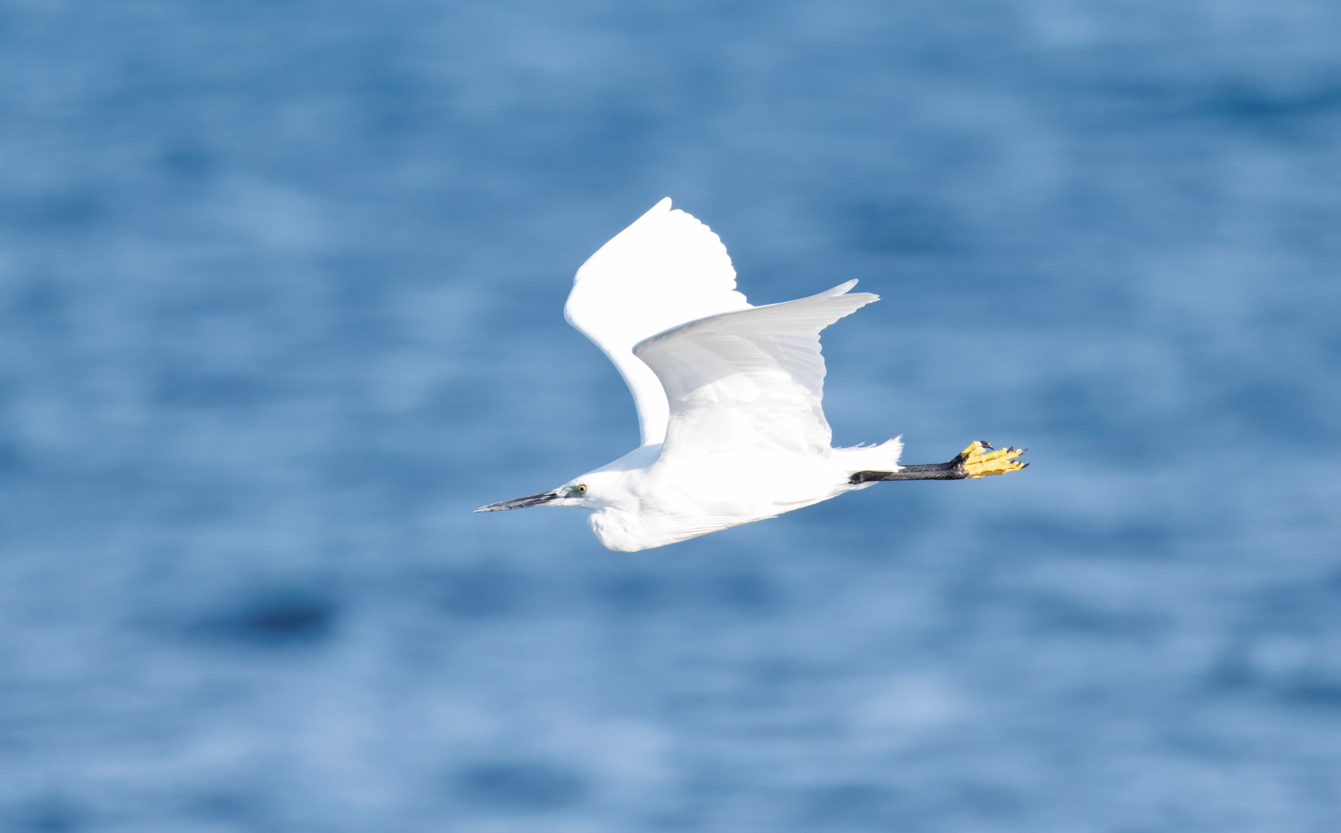 Little Egret, Tabarca, Alicante, Spain — photo by Orlando Prugel-Bennett