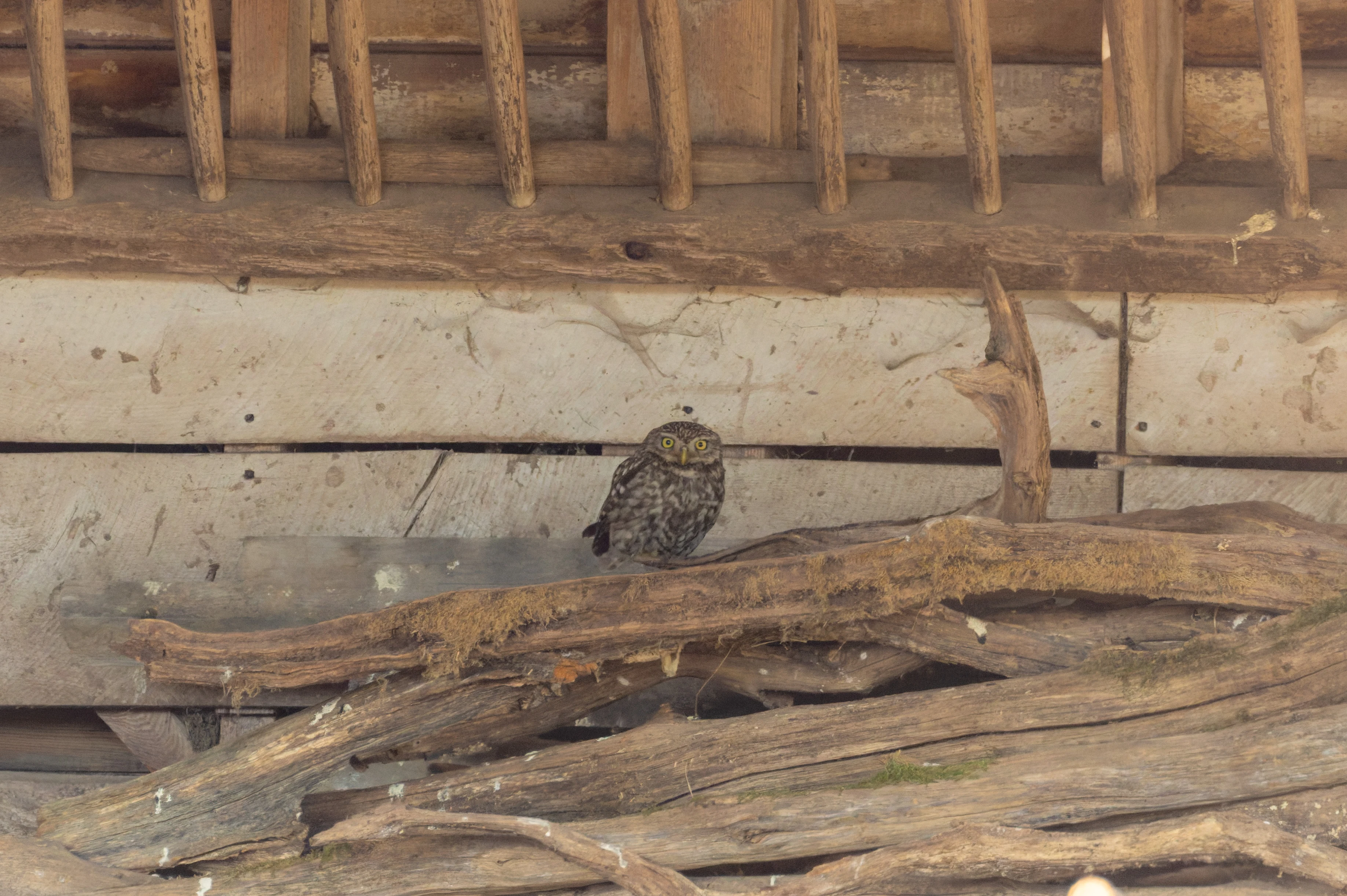 Little Owl, West Sussex, UK — photo by Orlando Prugel-Bennett