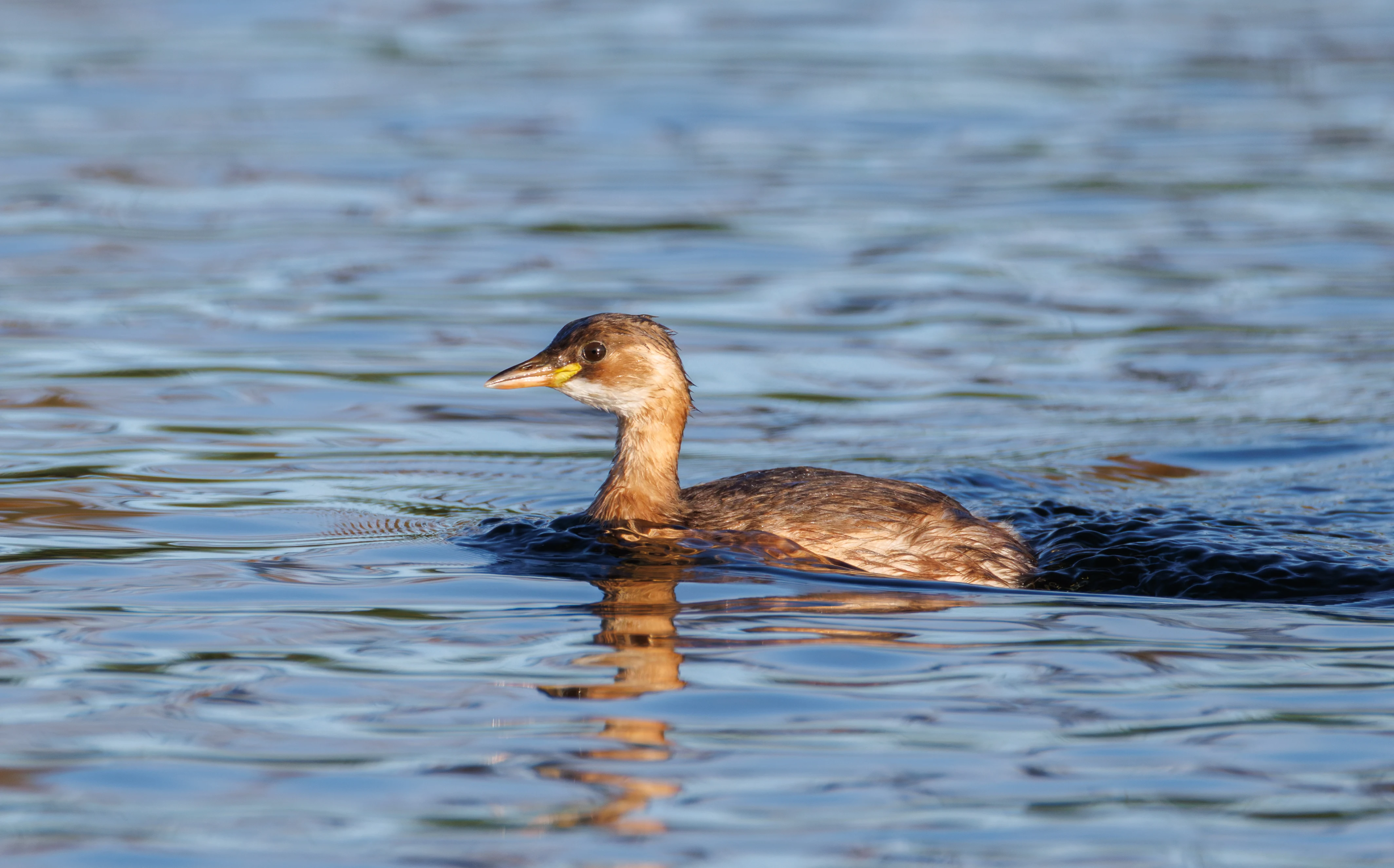 Little Grebe, Clot de Galvany, Alicante, Spain — photo by Orlando Prugel-Bennett