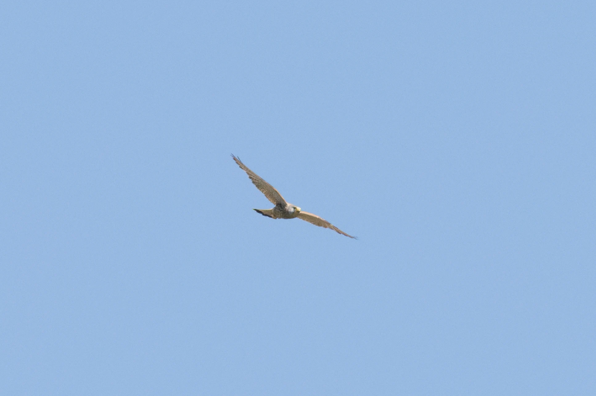 Common Kestrel, Romanian Steppe, Romania — photo by Orlando Prugel-Bennett