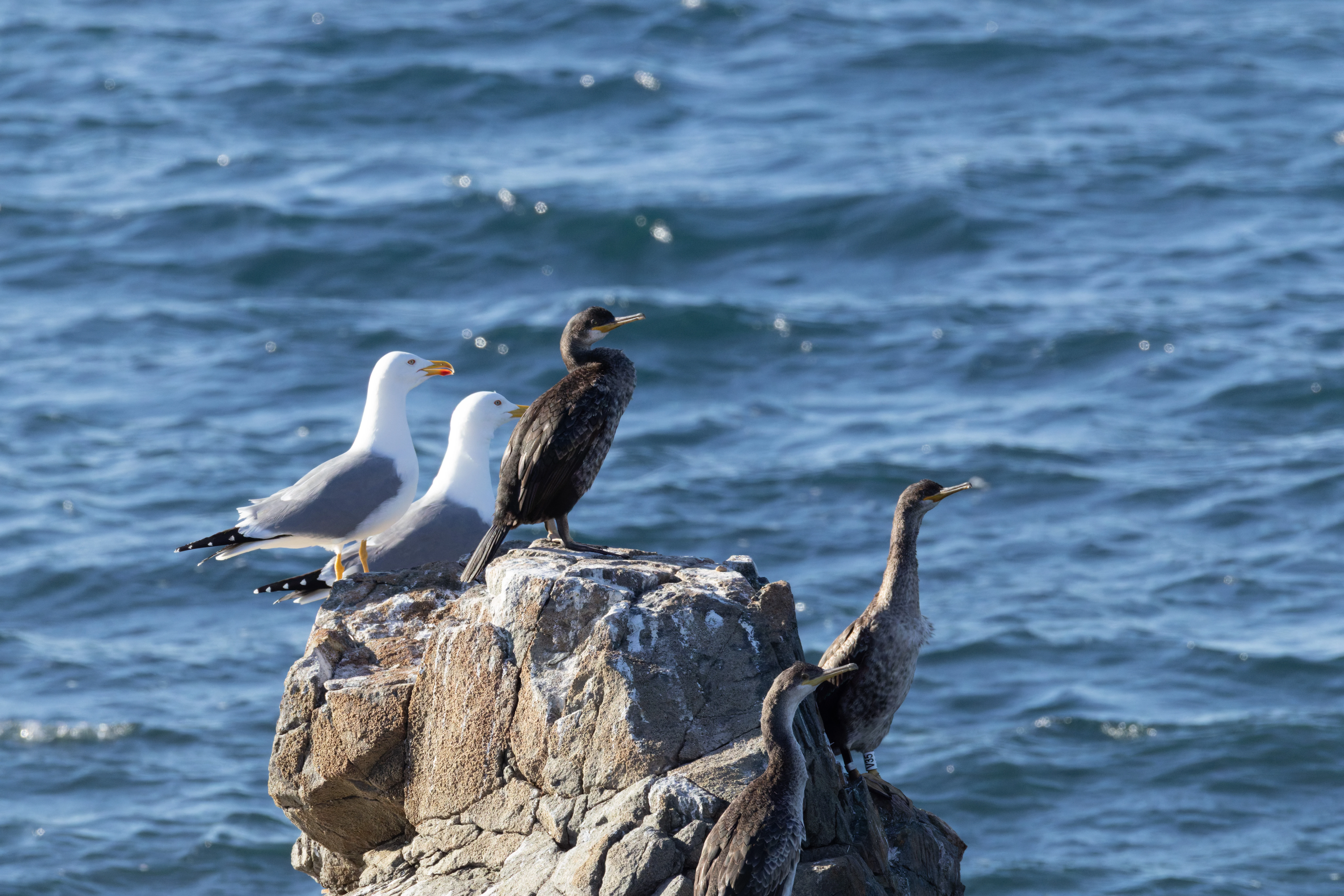 Cormorants and Yellow Legged Gulls, Tabarca, Alicante, Spain — photo by Orlando Prugel-Bennett