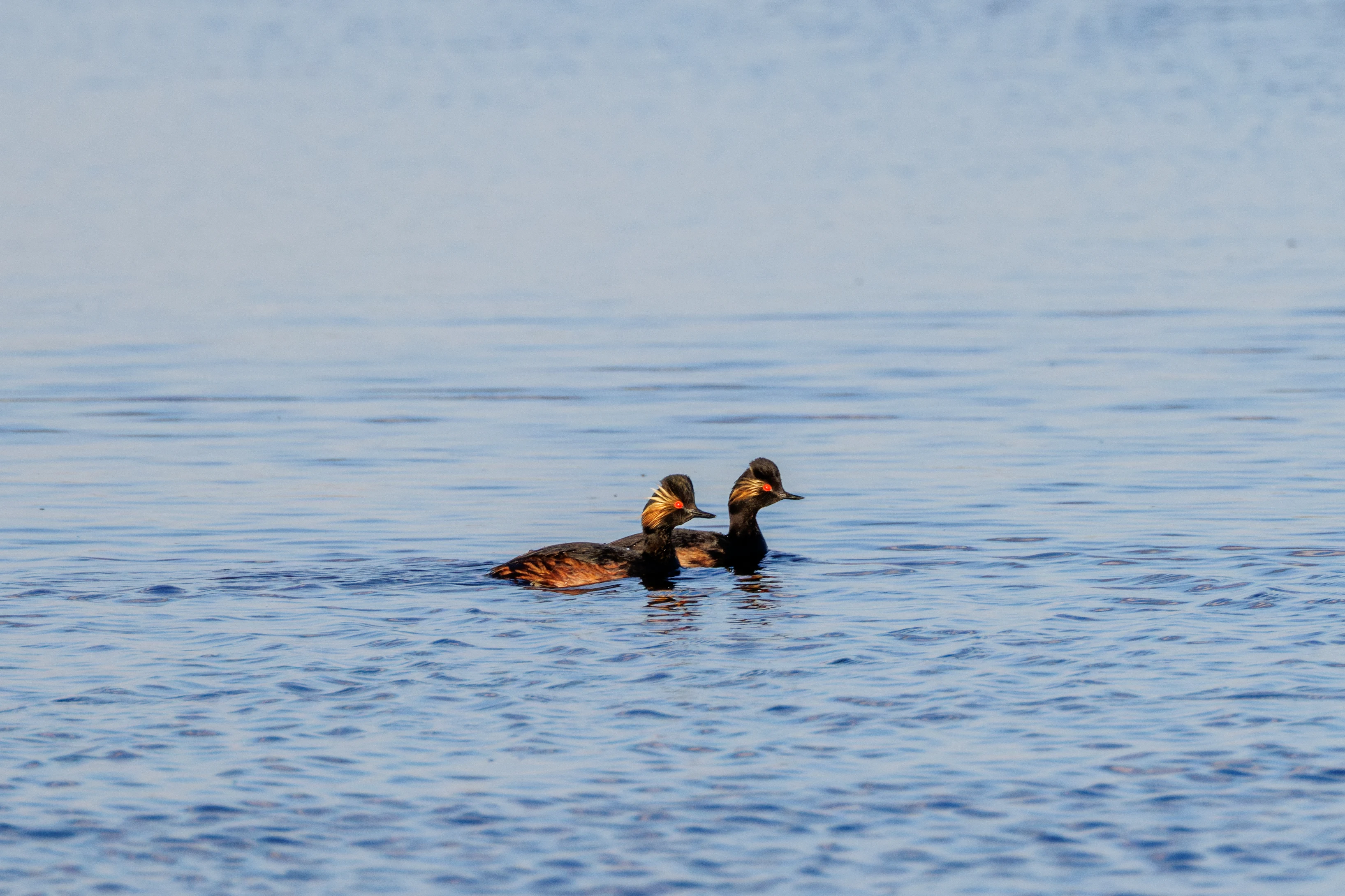 Black-necked Grebes, Danube Delta, Romania — photo by Orlando Prugel-Bennett