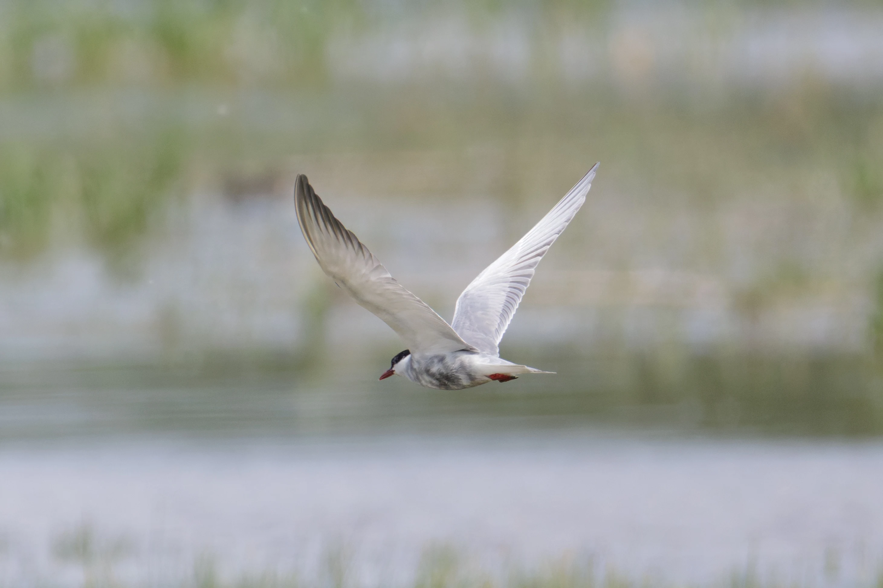 Whiskered Tern, Romania — photo by Orlando Prugel-Bennett