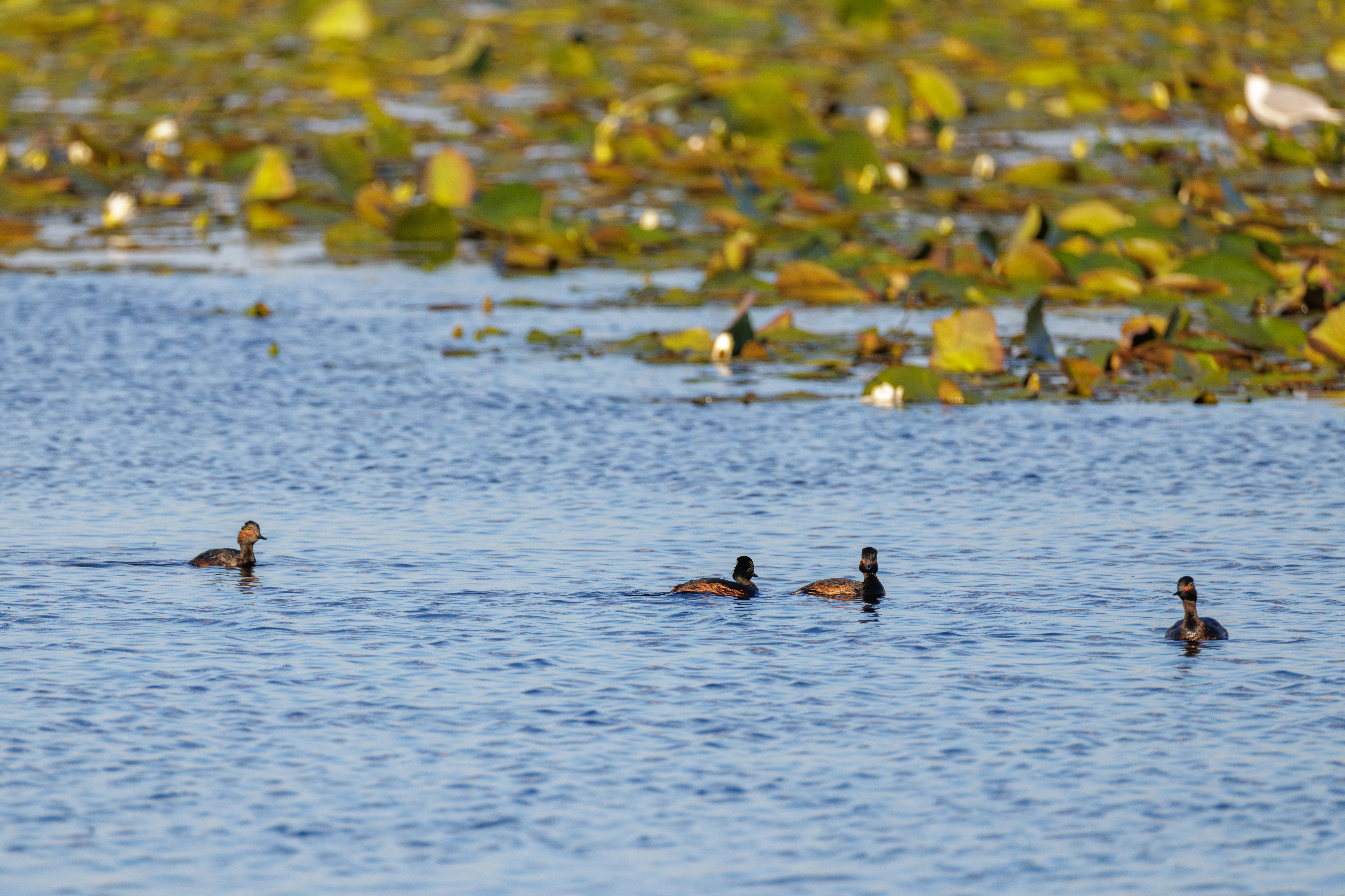Black-necked Grebes, Danube Delta, Romania — photo by Orlando Prugel-Bennett