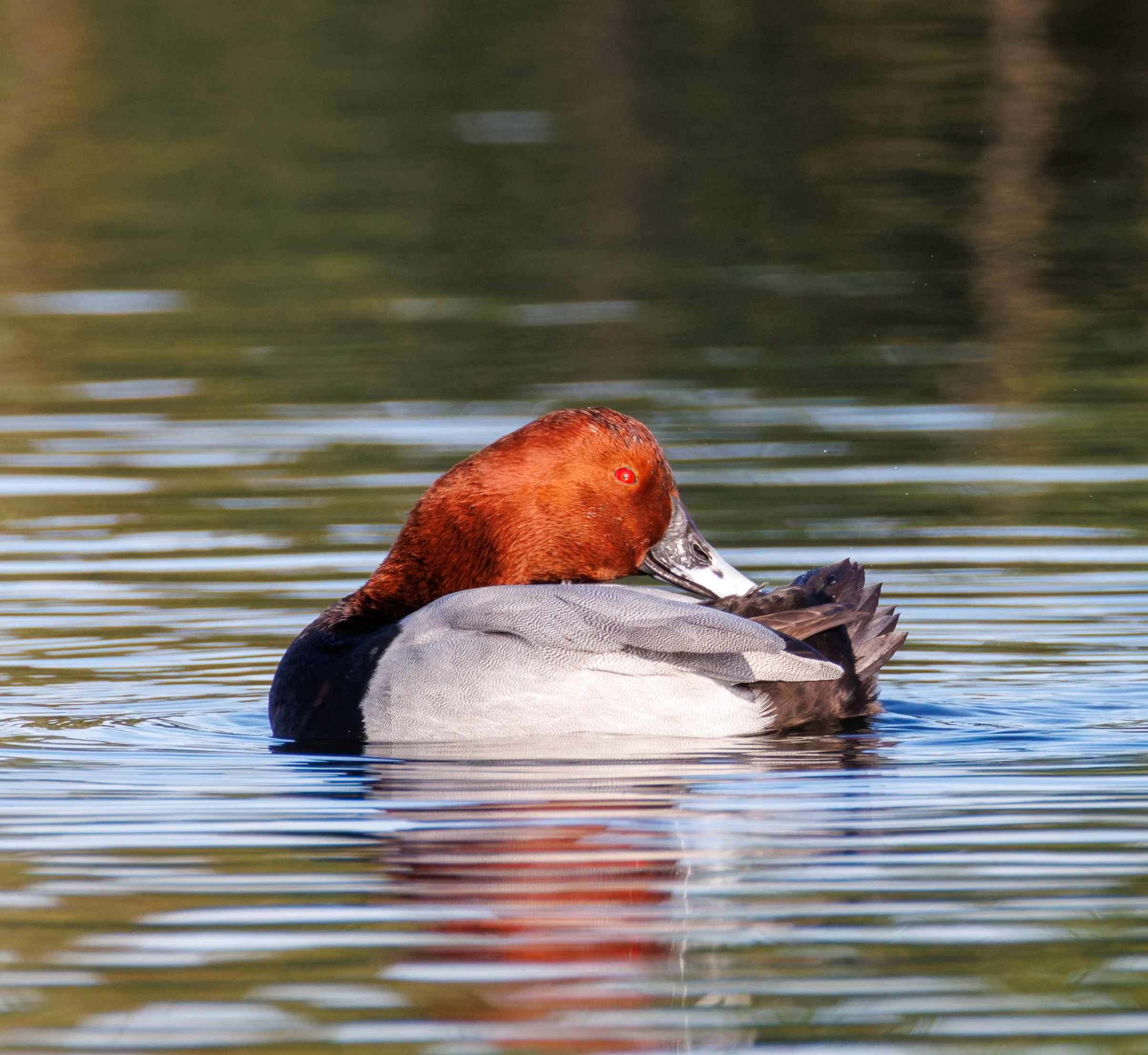 Common Pochard, Clot de Galvany, Alicante, Spain — photo by Orlando Prugel-Bennett