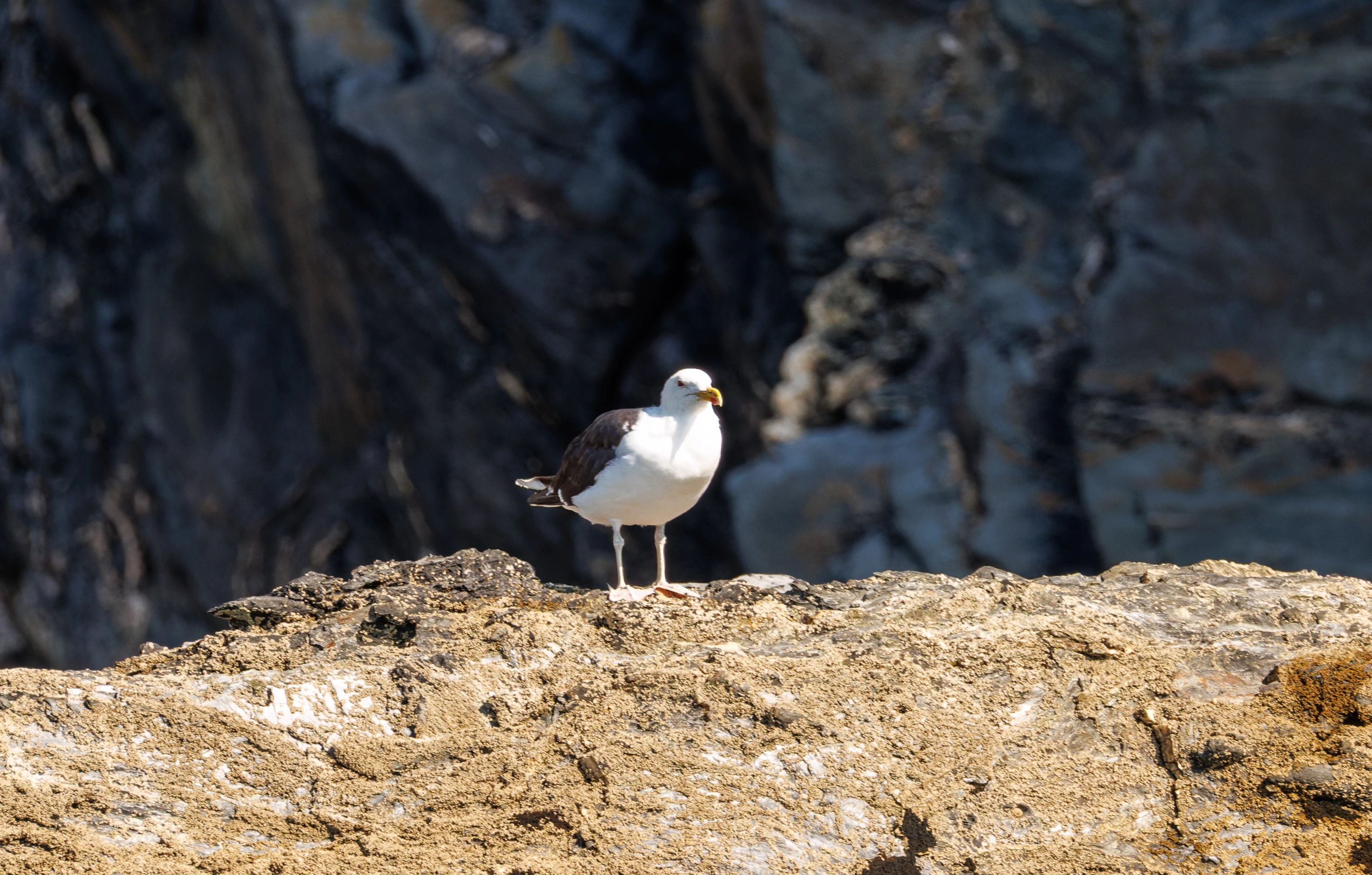 Great Black-backed Gull, Falmouth, Cornwall, UK — photo by Orlando Prugel-Bennett